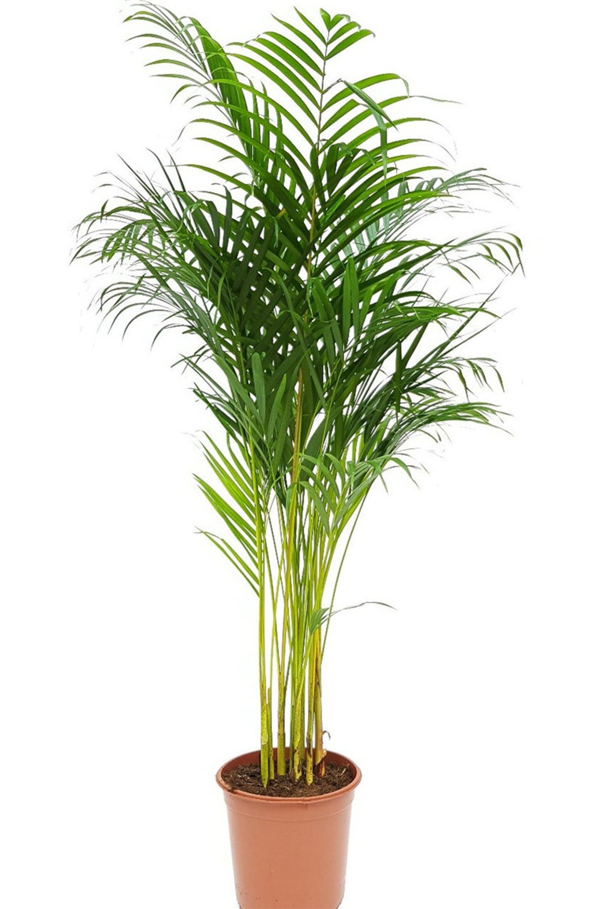 Areca Dypsis Lutescens - Areka Palmiyesi - Ev Ofis Salon Iç Mekan Bitkisi 85-95 Cm