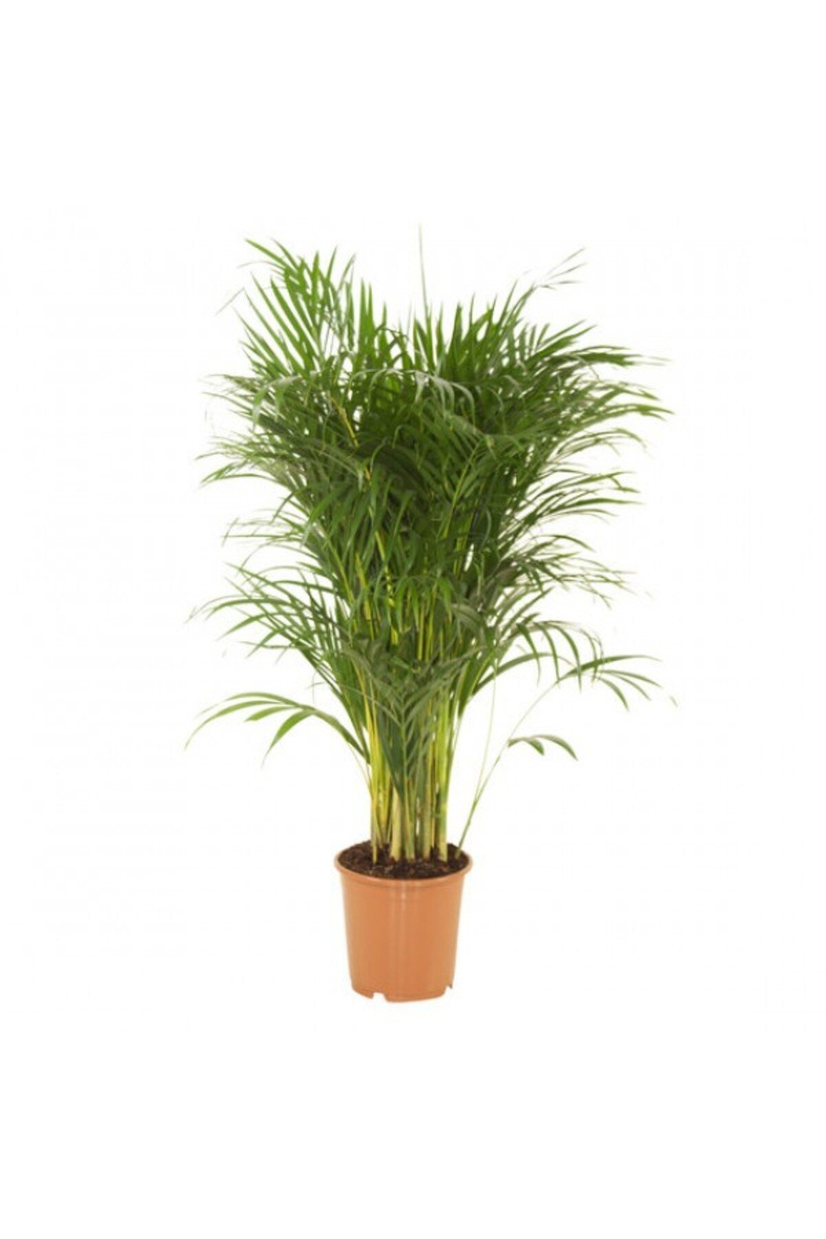 Areca Palmiyesi Bitkisi 140-150cm