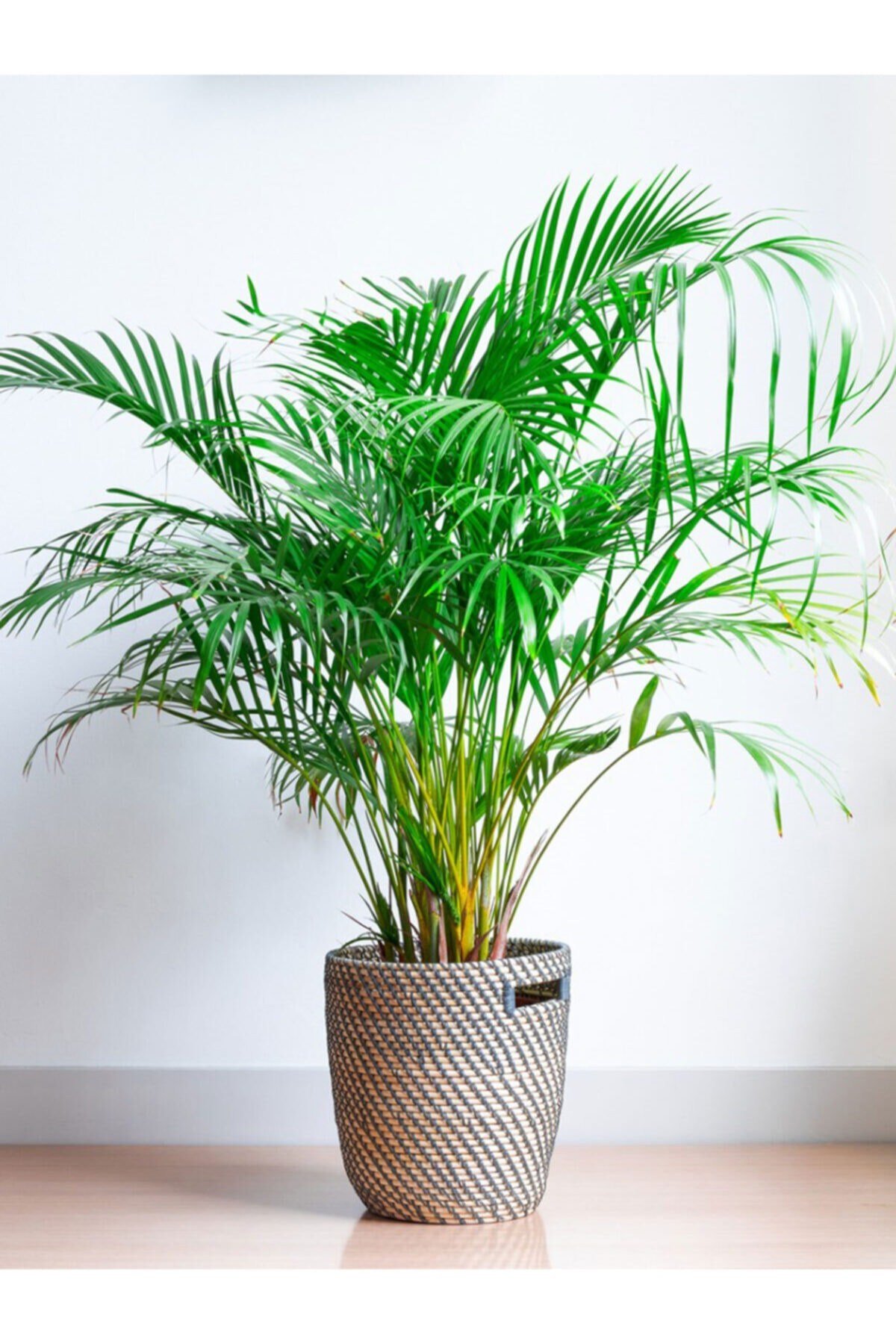 Areka Palmiyesi 100 Cm (areca) Iç Mekan