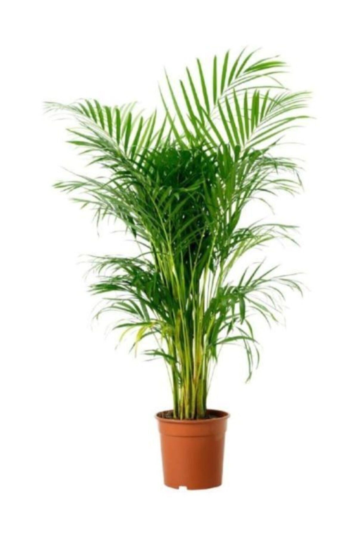 Areka Palmiyesi 130 150 cm