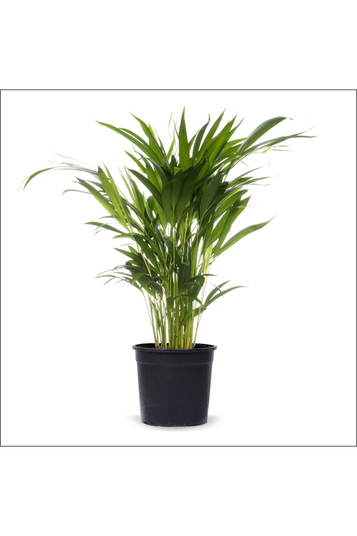 Areka Palmiyesi (60-80 Cm)