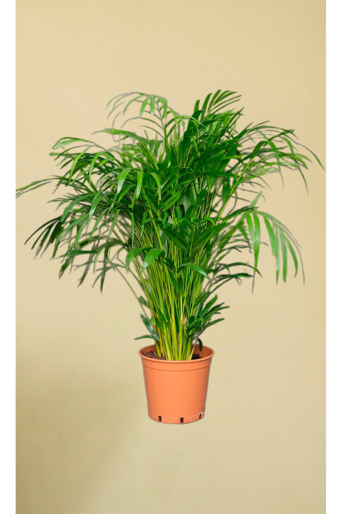 Areka Palmiyesi - 80 90 cm