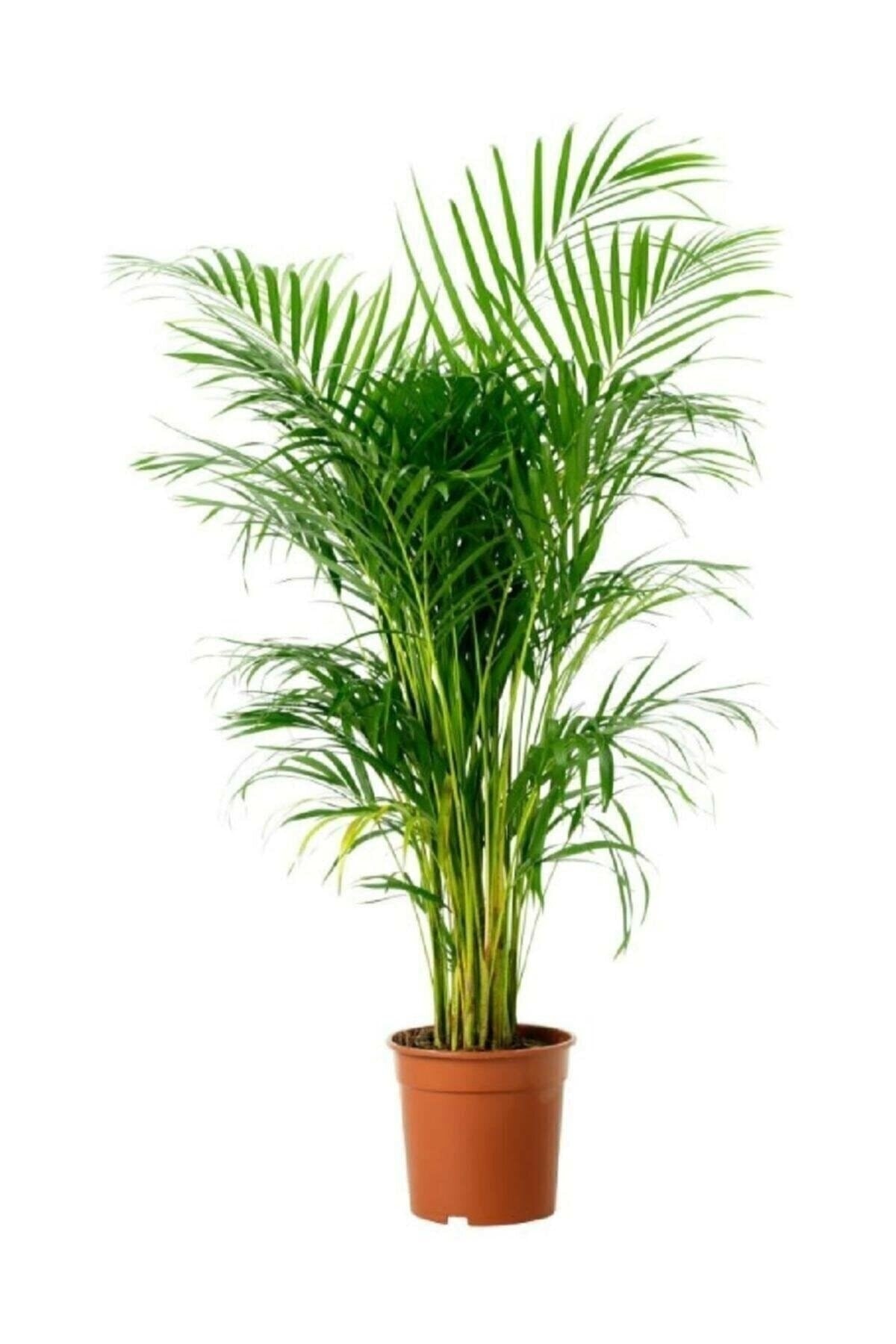 Areka Palmiyesi 90 -100 Cm