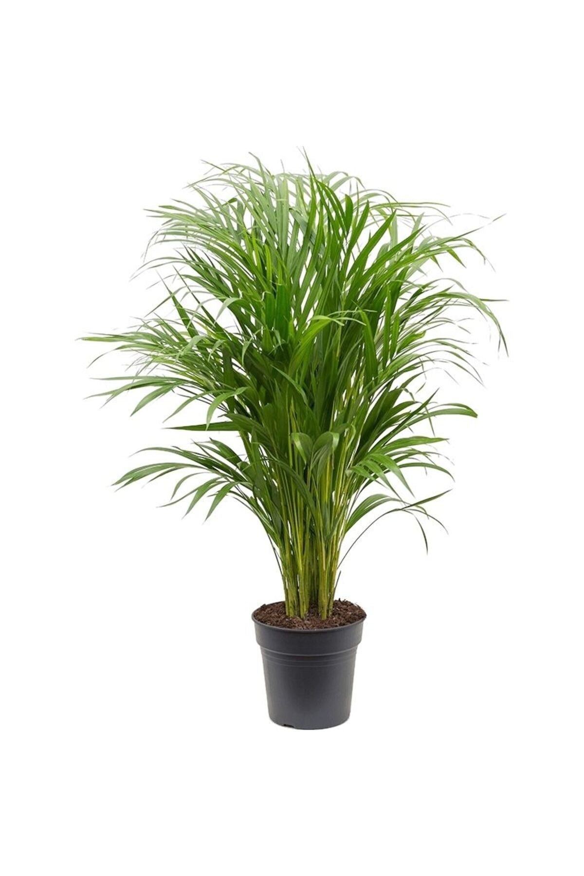 Areka palmiyesi 90-100cm