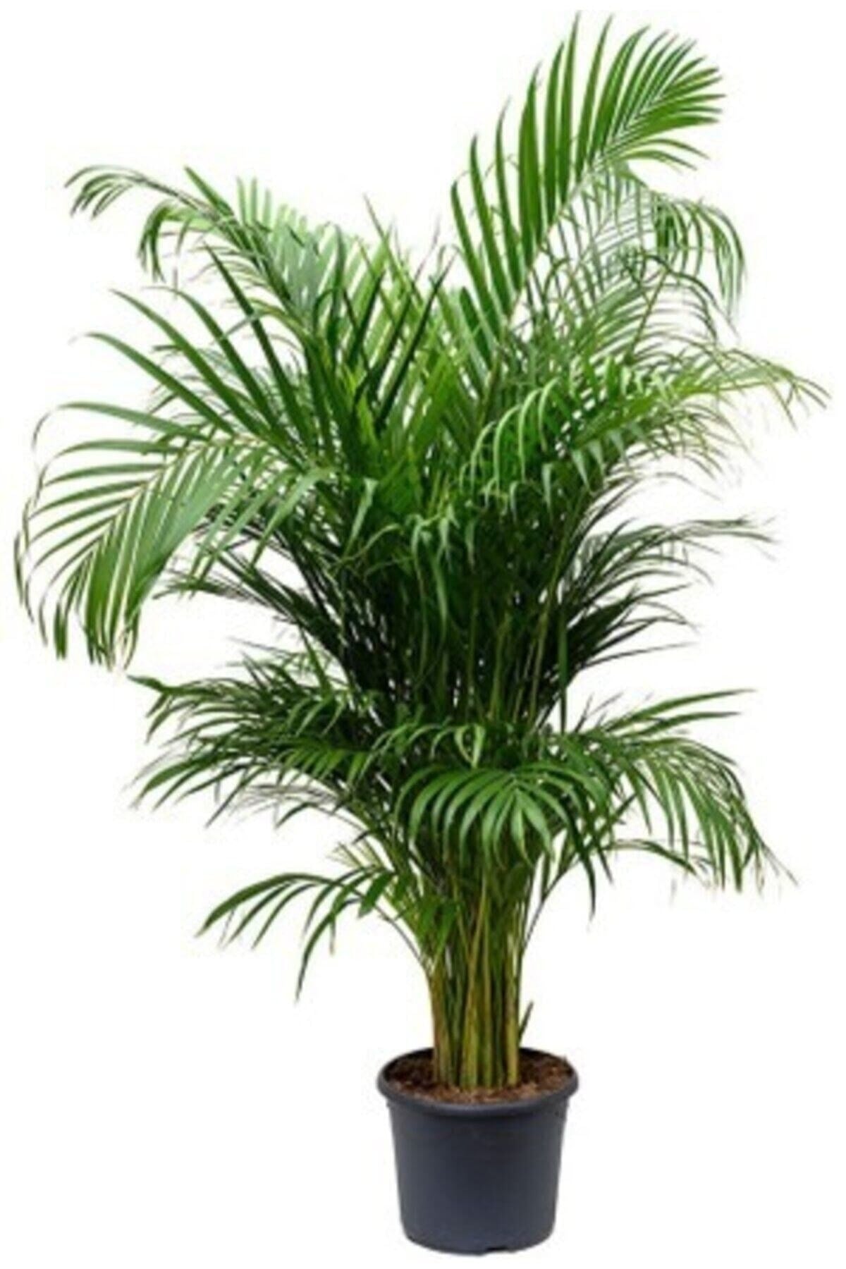 Areka Palmiyesi Areca Lutescens 140 - 150 Cm