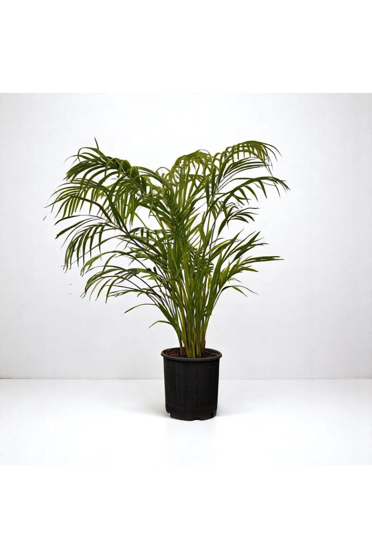 AREKA PALMİYESİ (Dypsis Lutescens) (130-150cm)