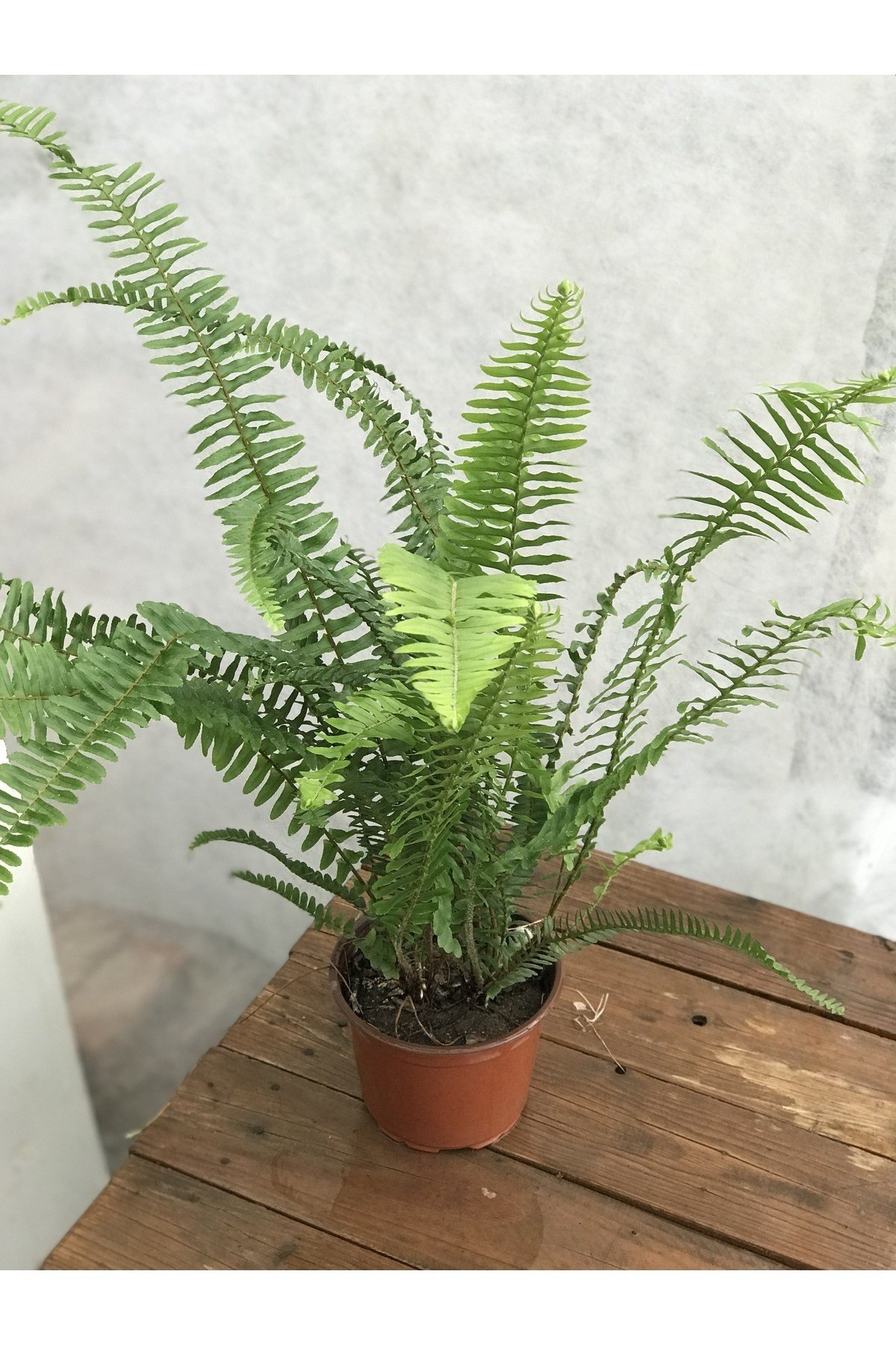 Aşk merdiveni bitkisi 40cm