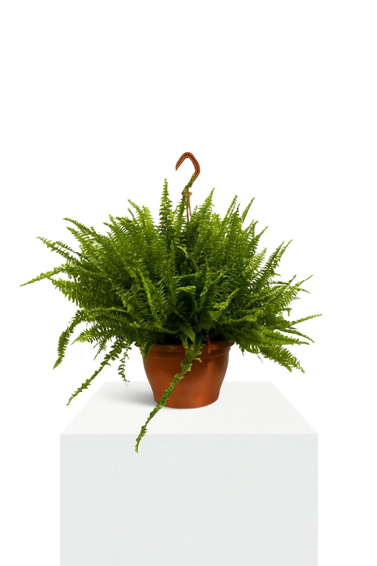 Aşk Merdiveni Bitkisi Nephrolepis exaltata Salon Bitkisi