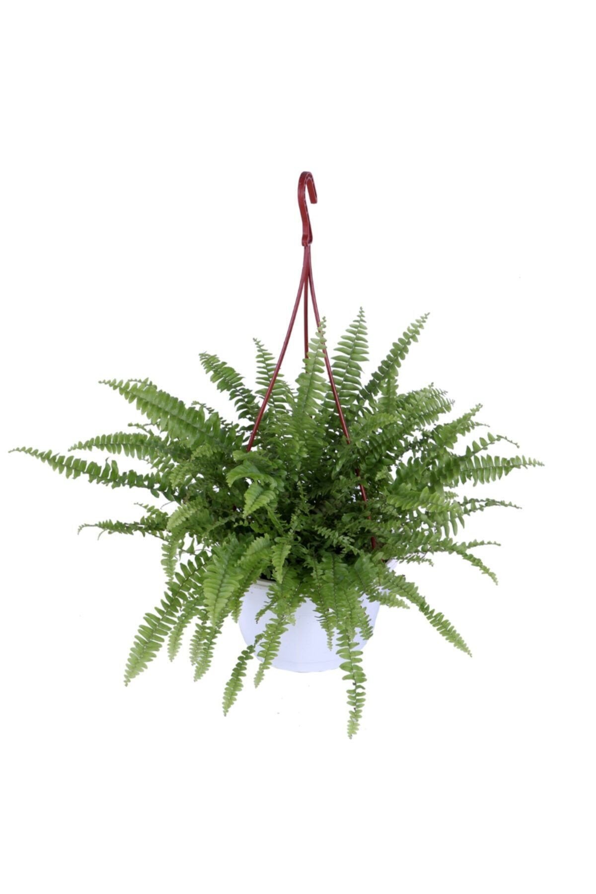Aşk Merdiveni Bitkisi - Nephrolepis - Fujer - Askılı Saksı'da
