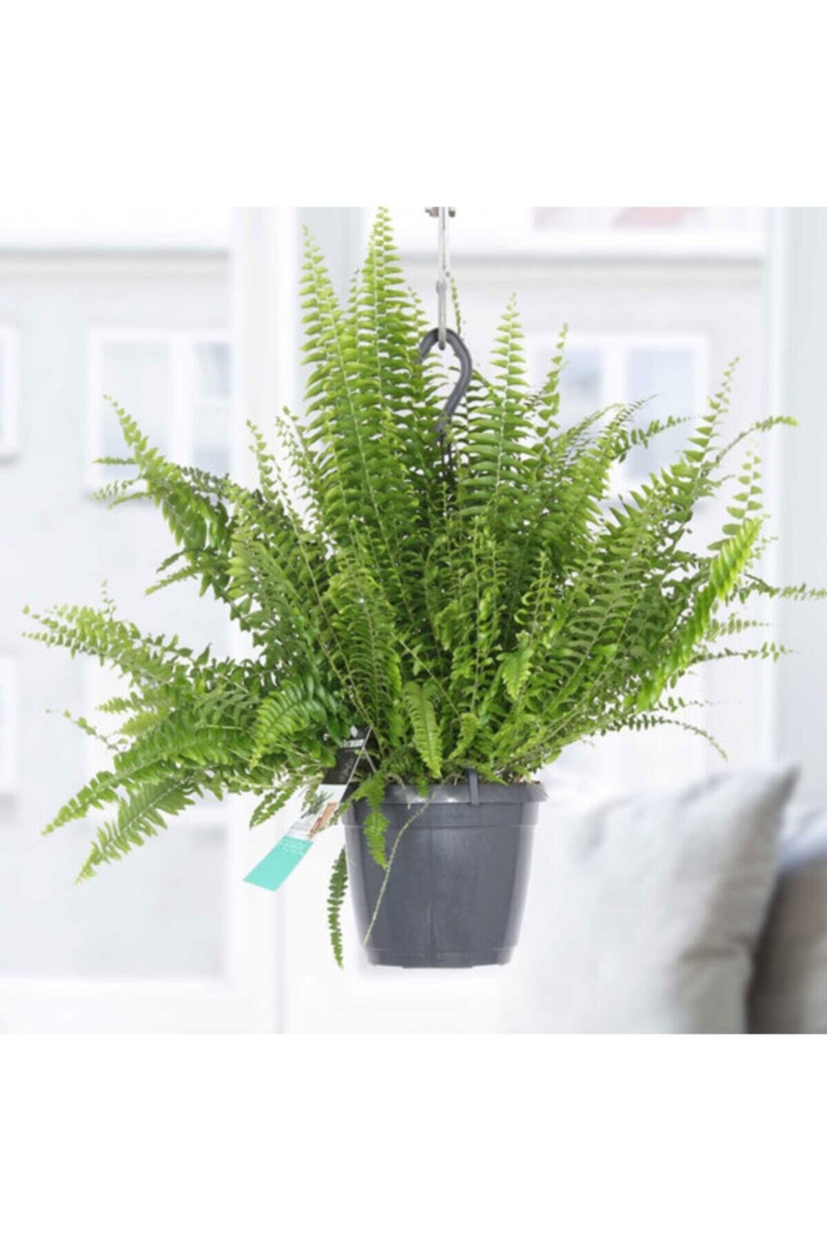 Aşk Merdiveni Çiçeği Nephrolepis