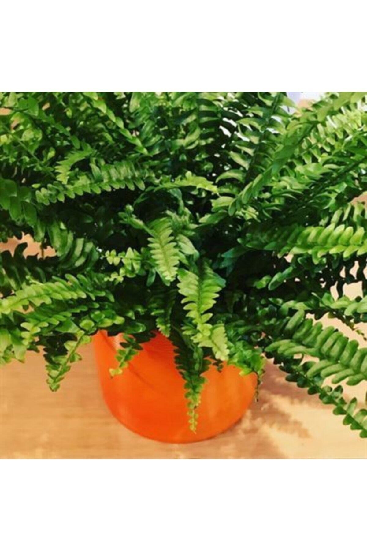 Aşk Merdiveni Çiçeği Panjur Bitkisi 40 Cm