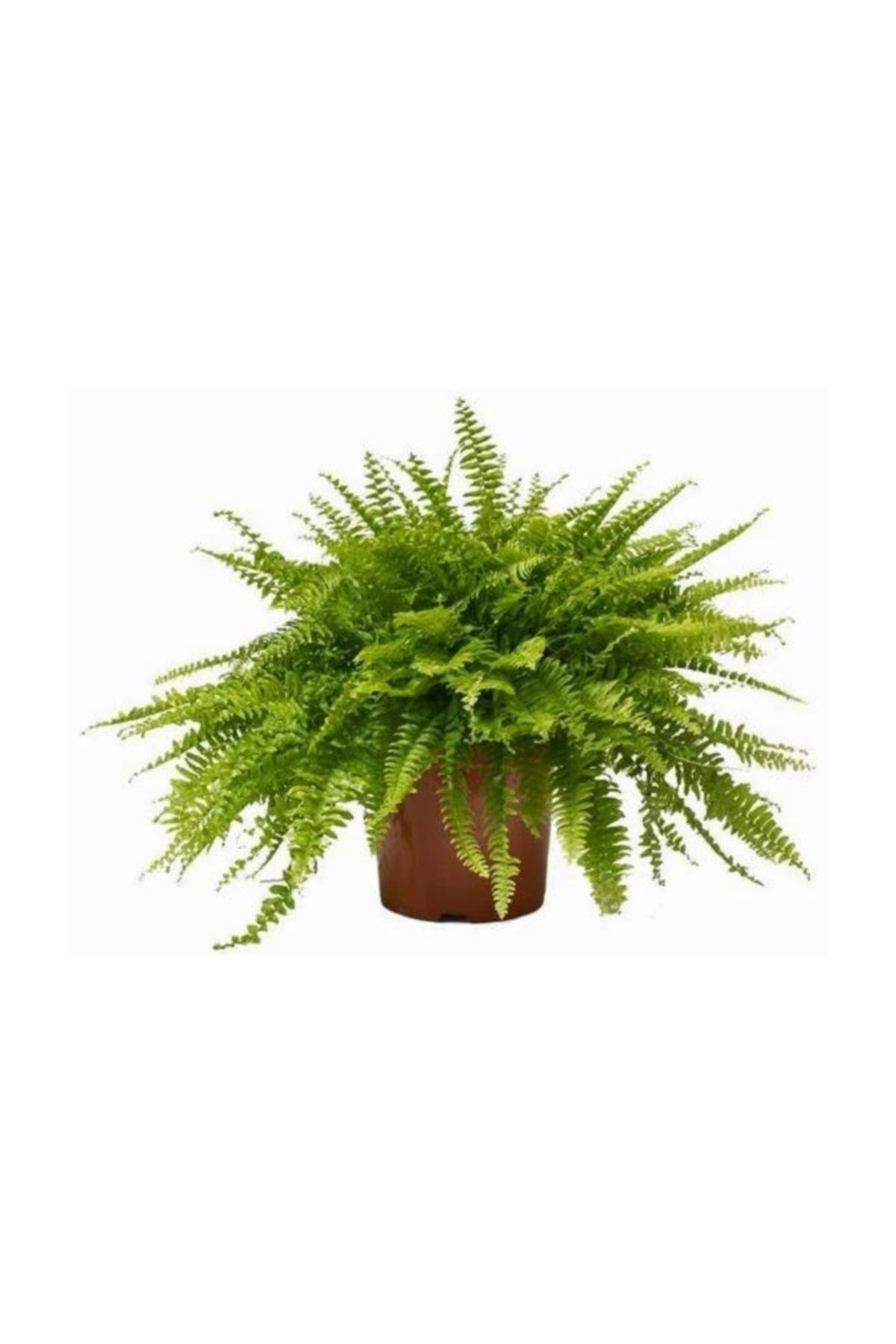 Aşk Merdiveni (Nephrolepis) Bitkisi 10-20 cm