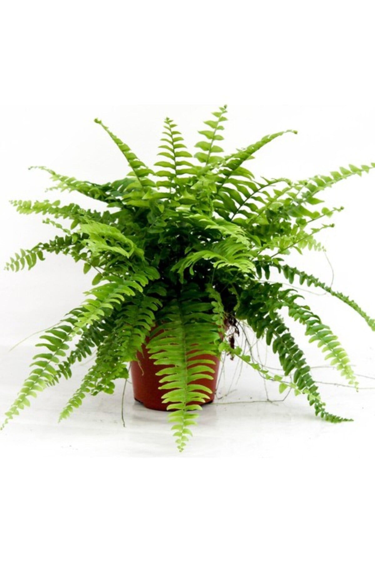 Aşk Merdiveni Nephrolepsis Exaltata 10-20 cm
