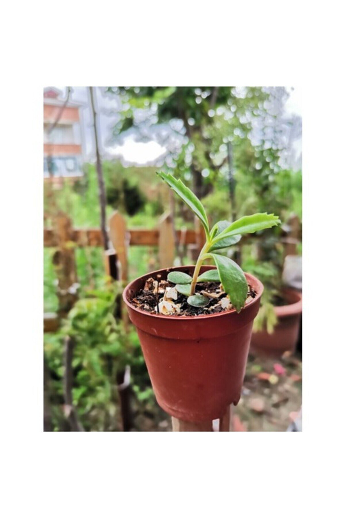 Aşkın Gözyaşı Çiçeği 10-20 cm