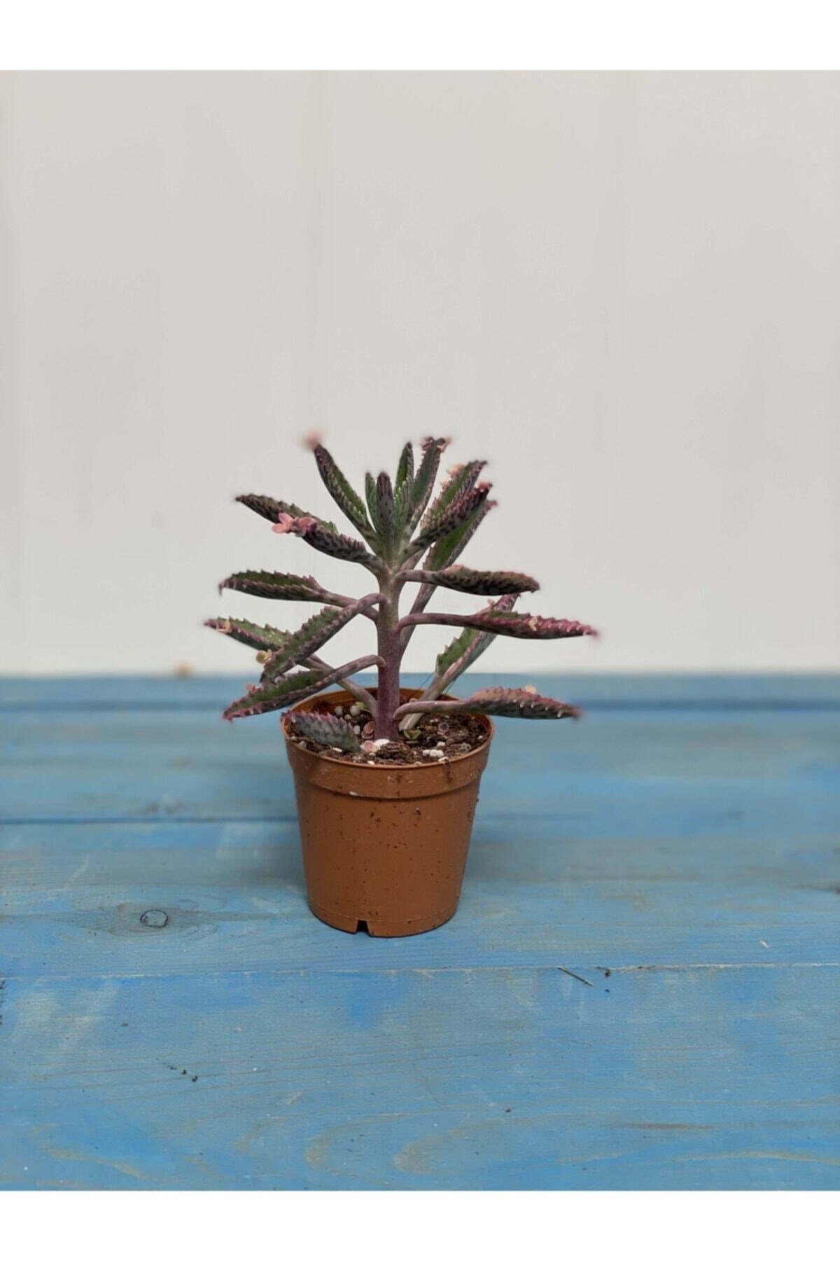 Aşkın Gözyaşı Pembe