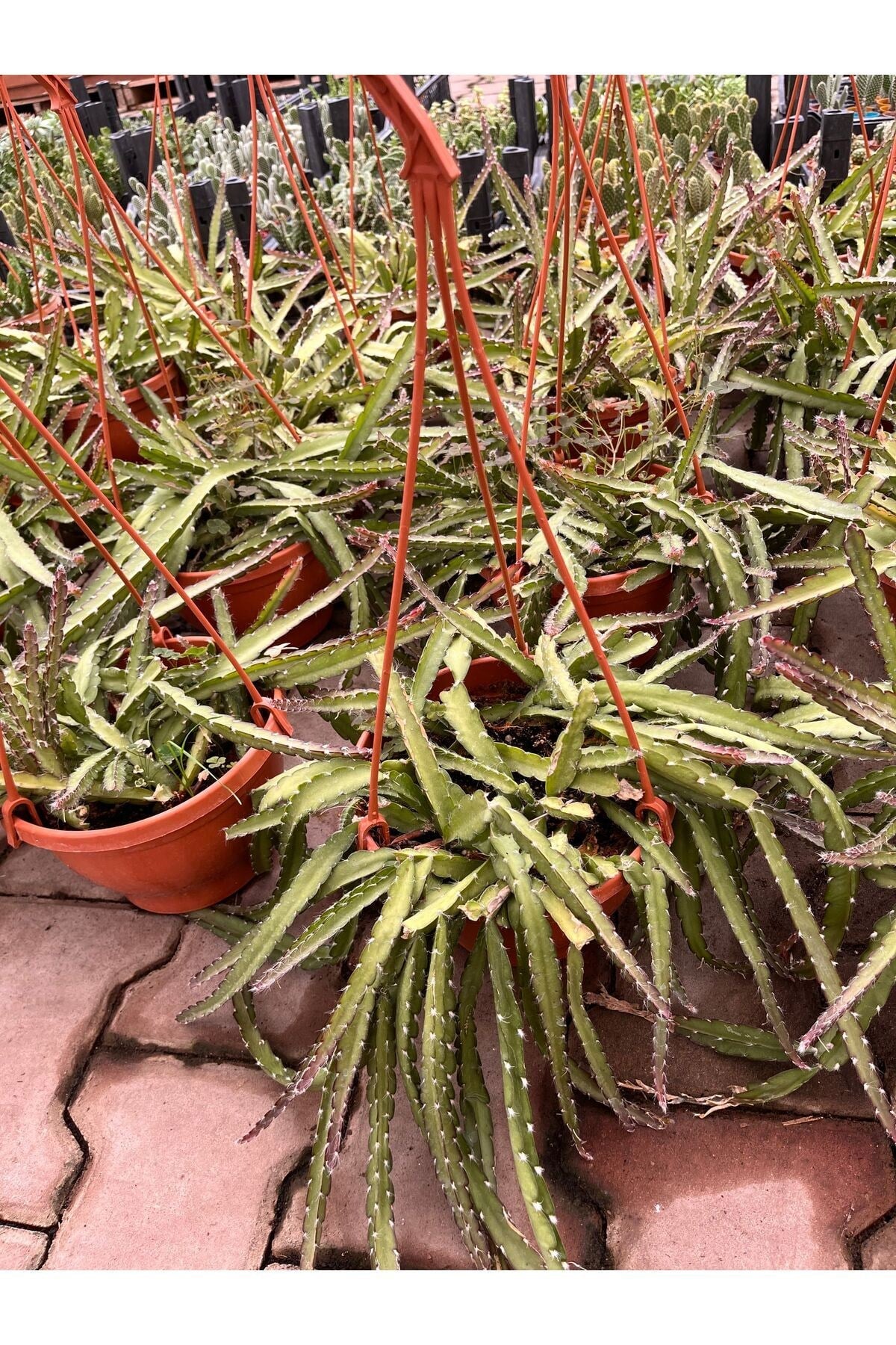 Atlas Çiçeği (Epiphyllum) askılı saksı
