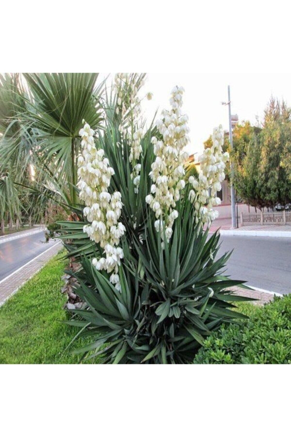 Avize Çiçeği Yucca Filamentosa
