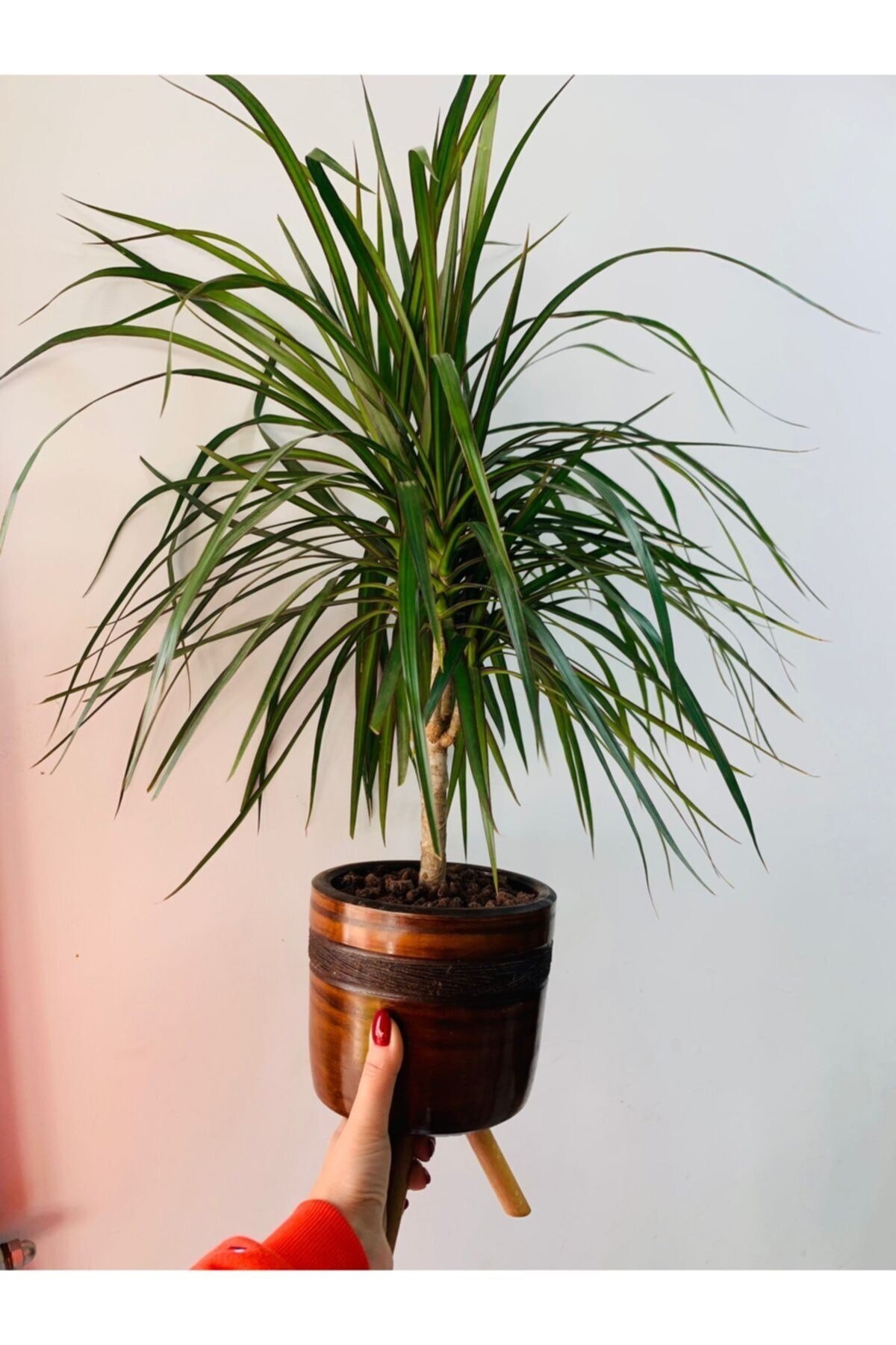 Ayaklı Saksıda Dracena Marginata