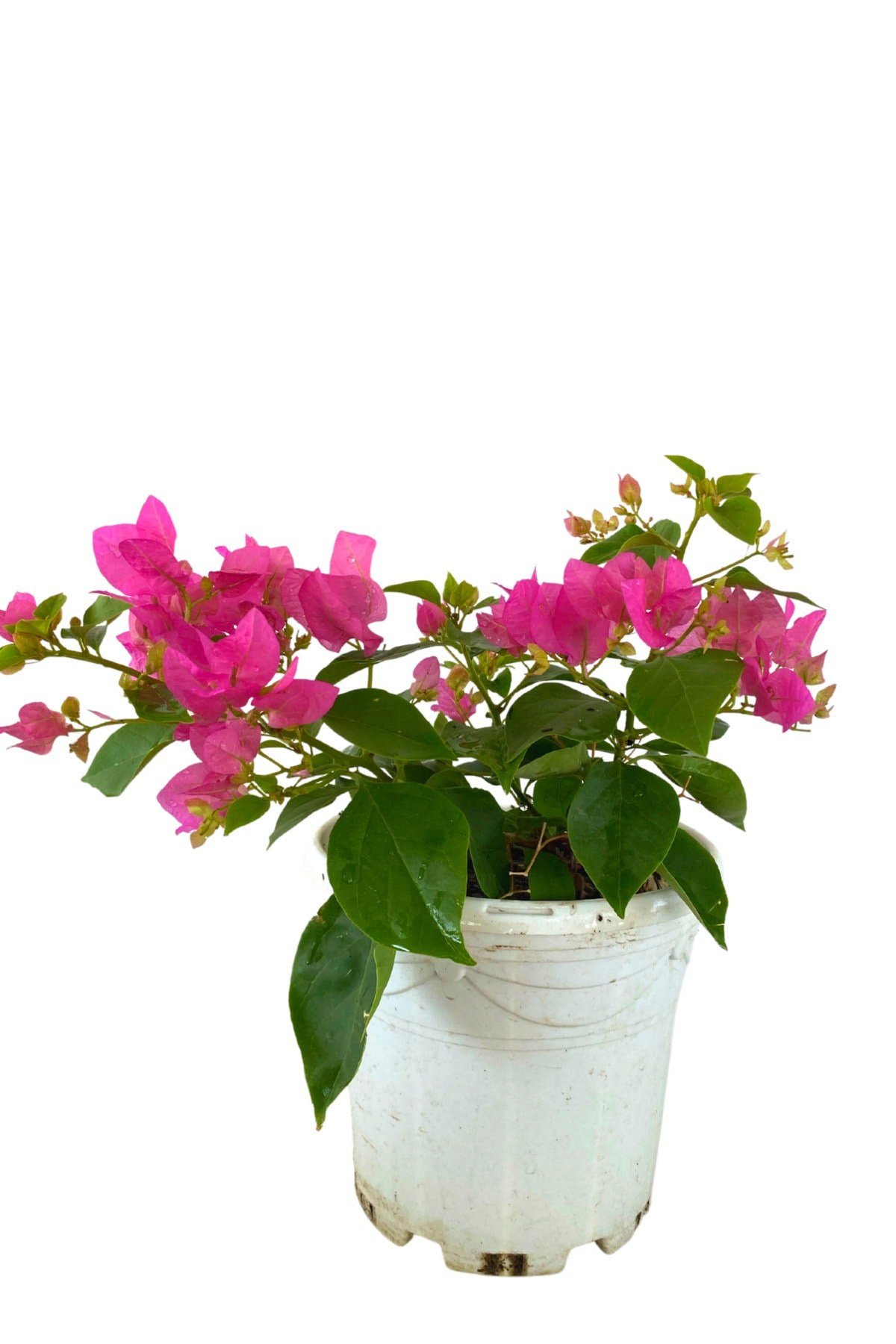 Baharın Vazgeçilmezi 20-40 Cm Saksılı Pembe Begonvil Çiçeği