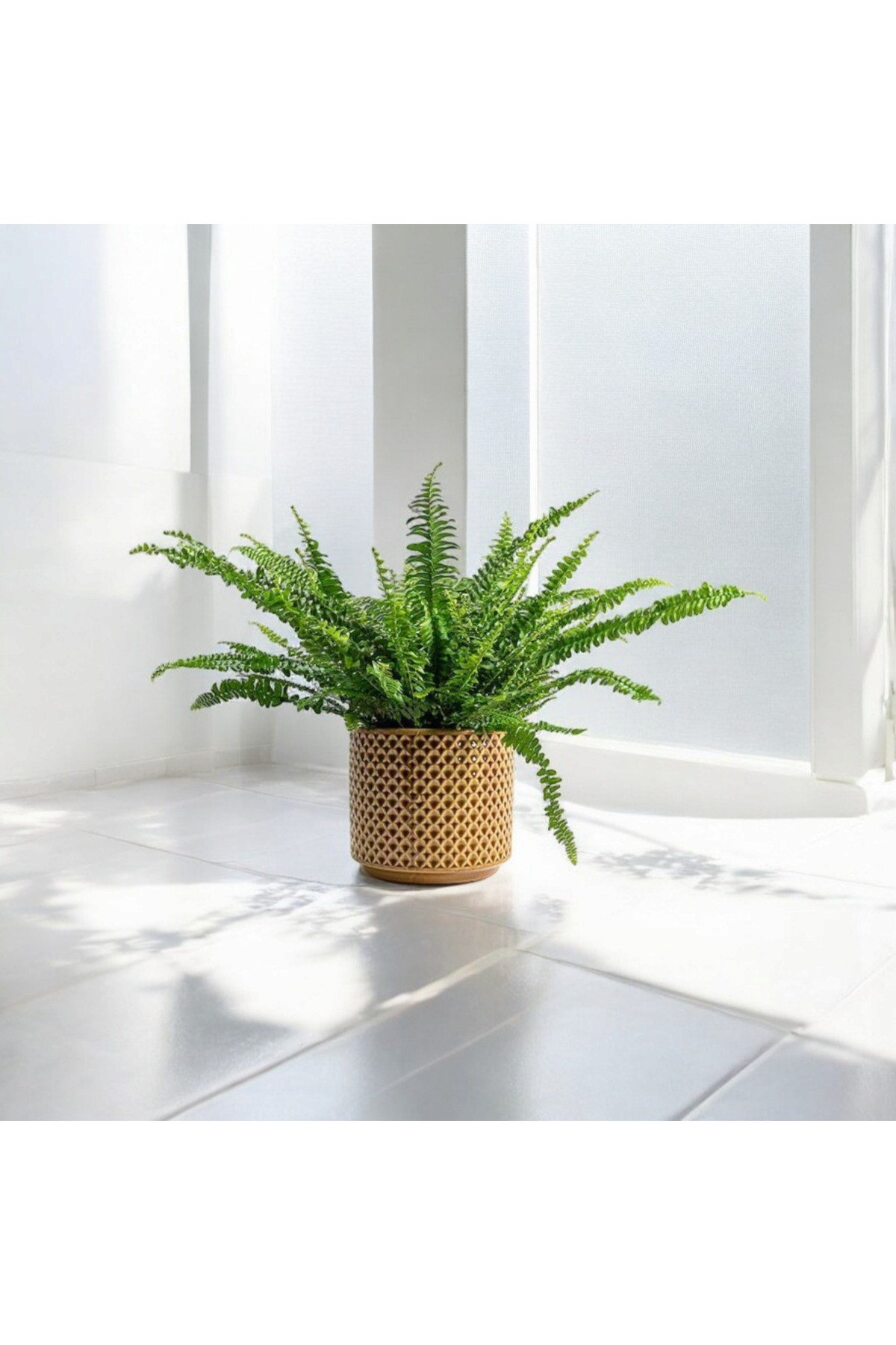 Banyo bitkisi aşk merdiveni dekoratif saksıda