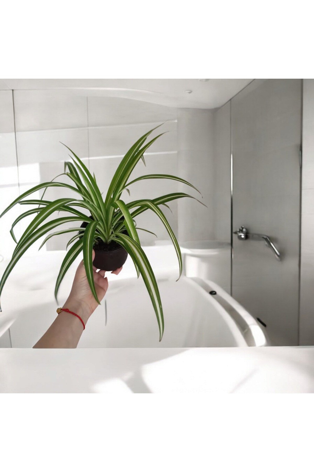 Banyo Bitkisi Kurdele Çiçeği 12 cm çap saksıda No2