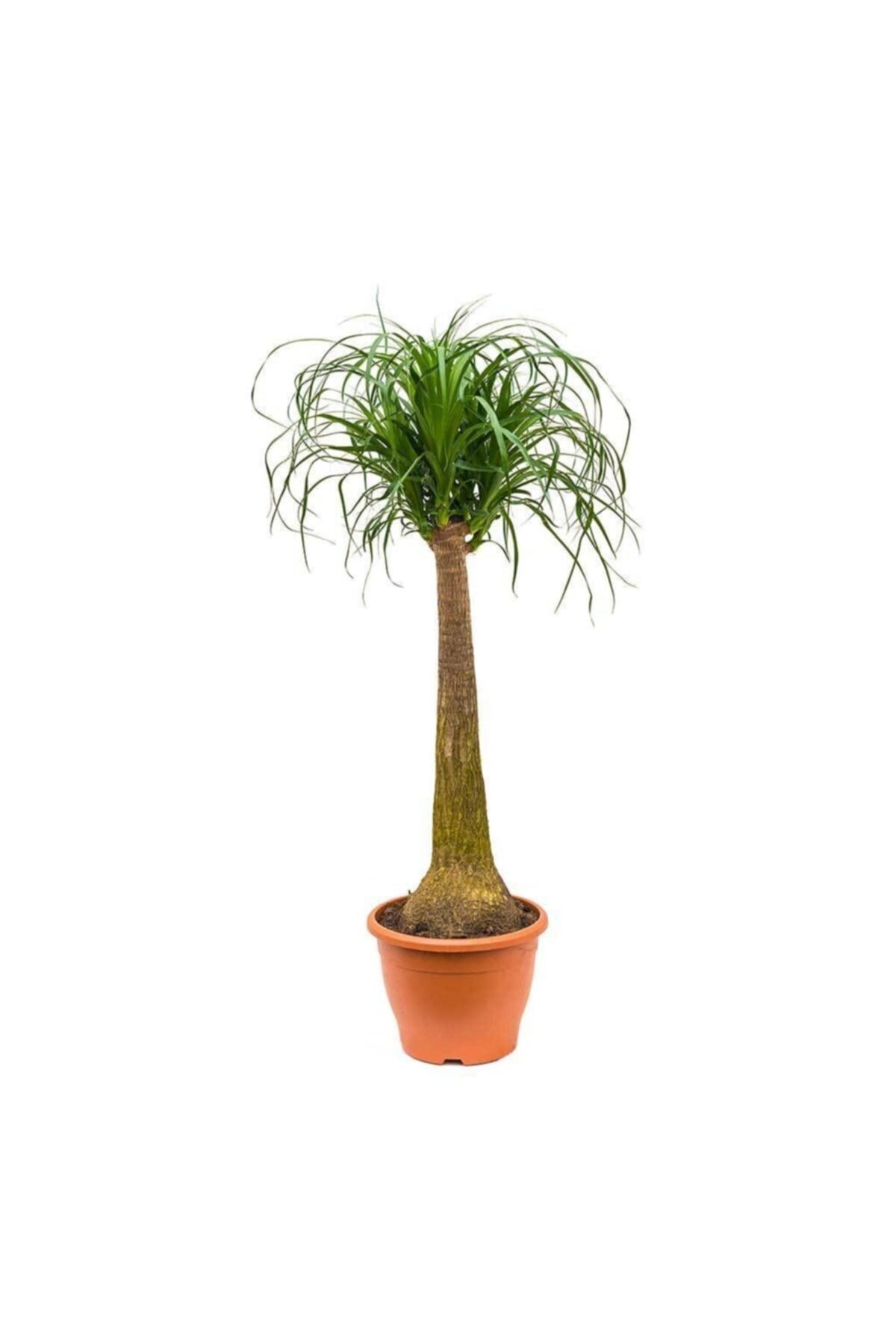 Beaucarnea Nolina Recurvata - Fil Ayağı Bitkisi 80 Cm