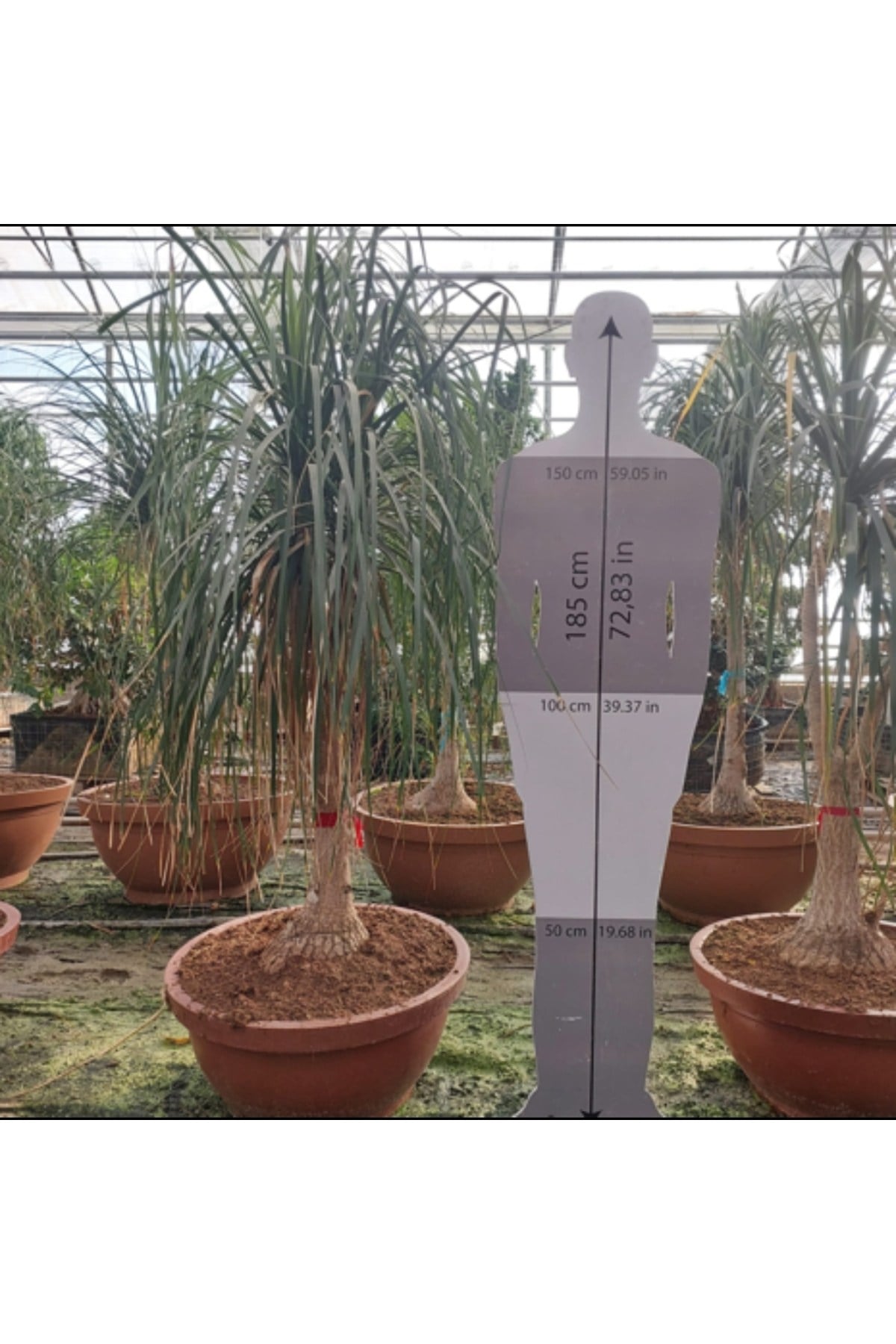 BEAUCERNEA RECURVATA 180-200 cm (NOLINA) - Fil Ayağı