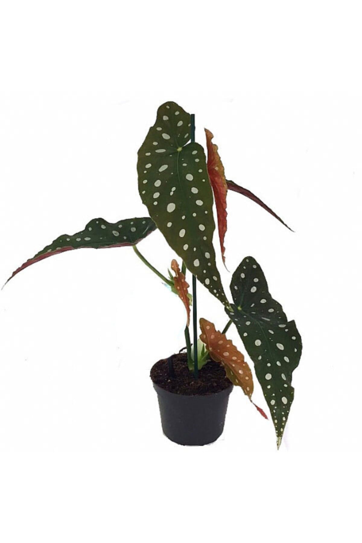 Begonia Maculata - Çilli Begonya 12 Cm Saksı