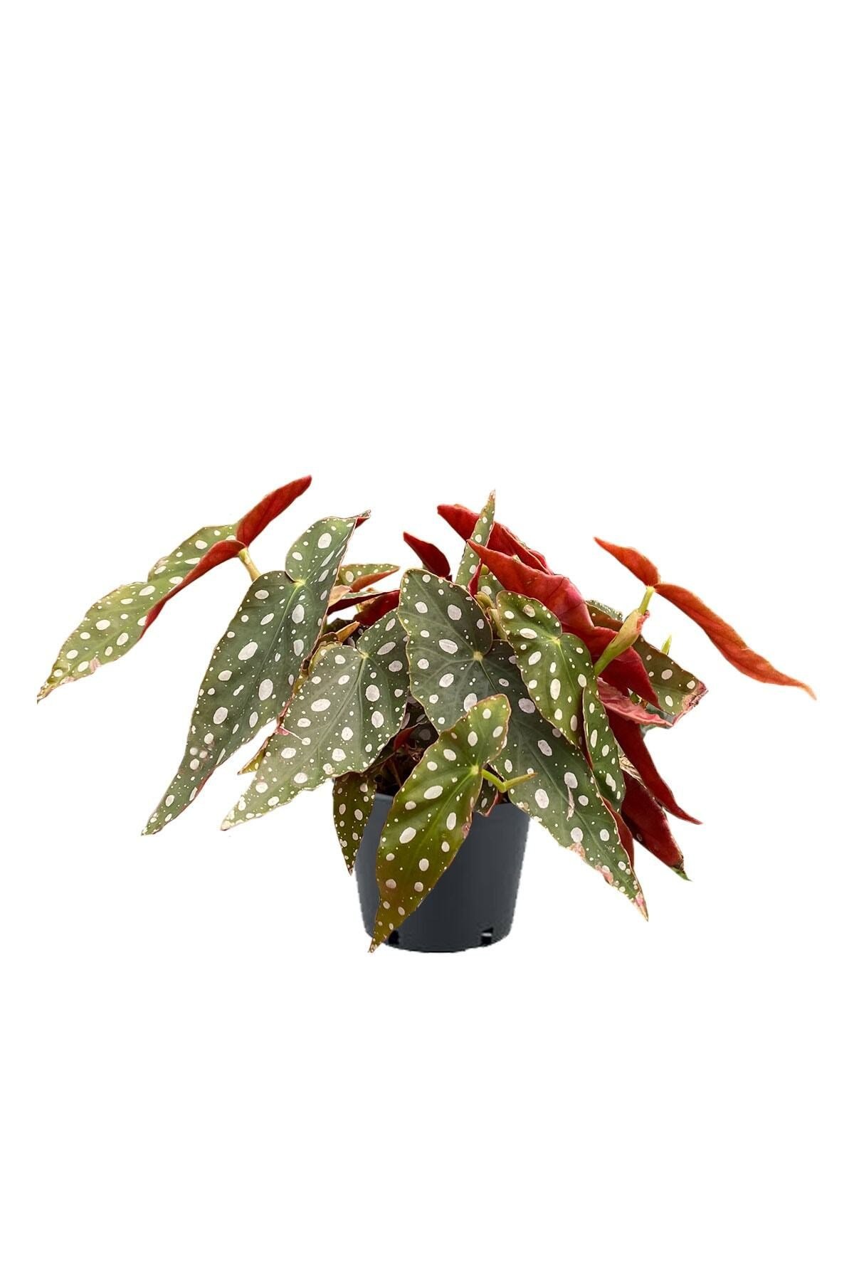 Begonia Maculata - Çilli Begonya
