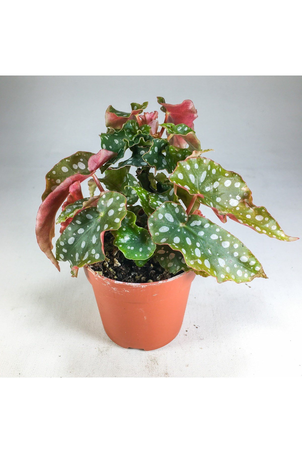 Begonia Maculata Çilli Begonya (7 Cm Saksıda) Nadir Sıra Dışı Kaktüs, Sukulent Ve Bitkiler