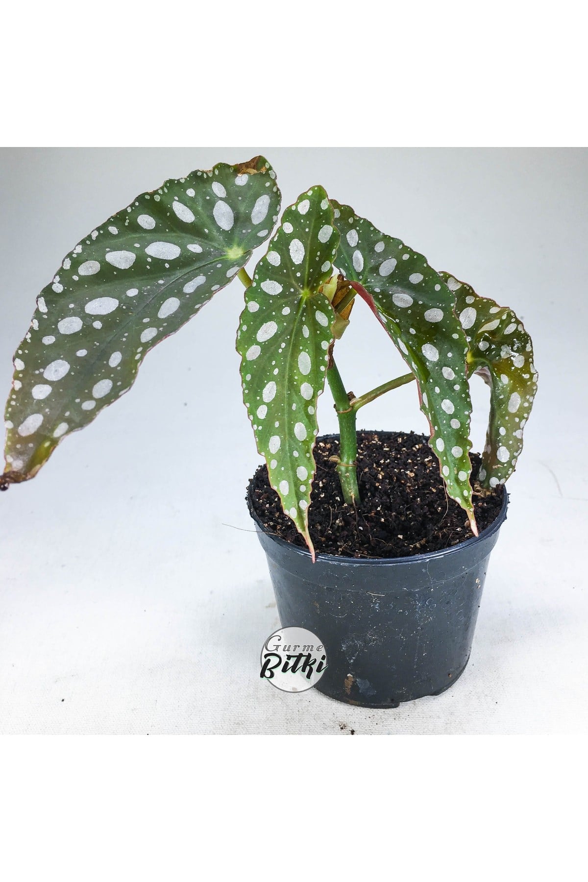 Begonia Maculata Çilli Begonya (8.5 Cm Saksıda) Nadir Begonya Türü