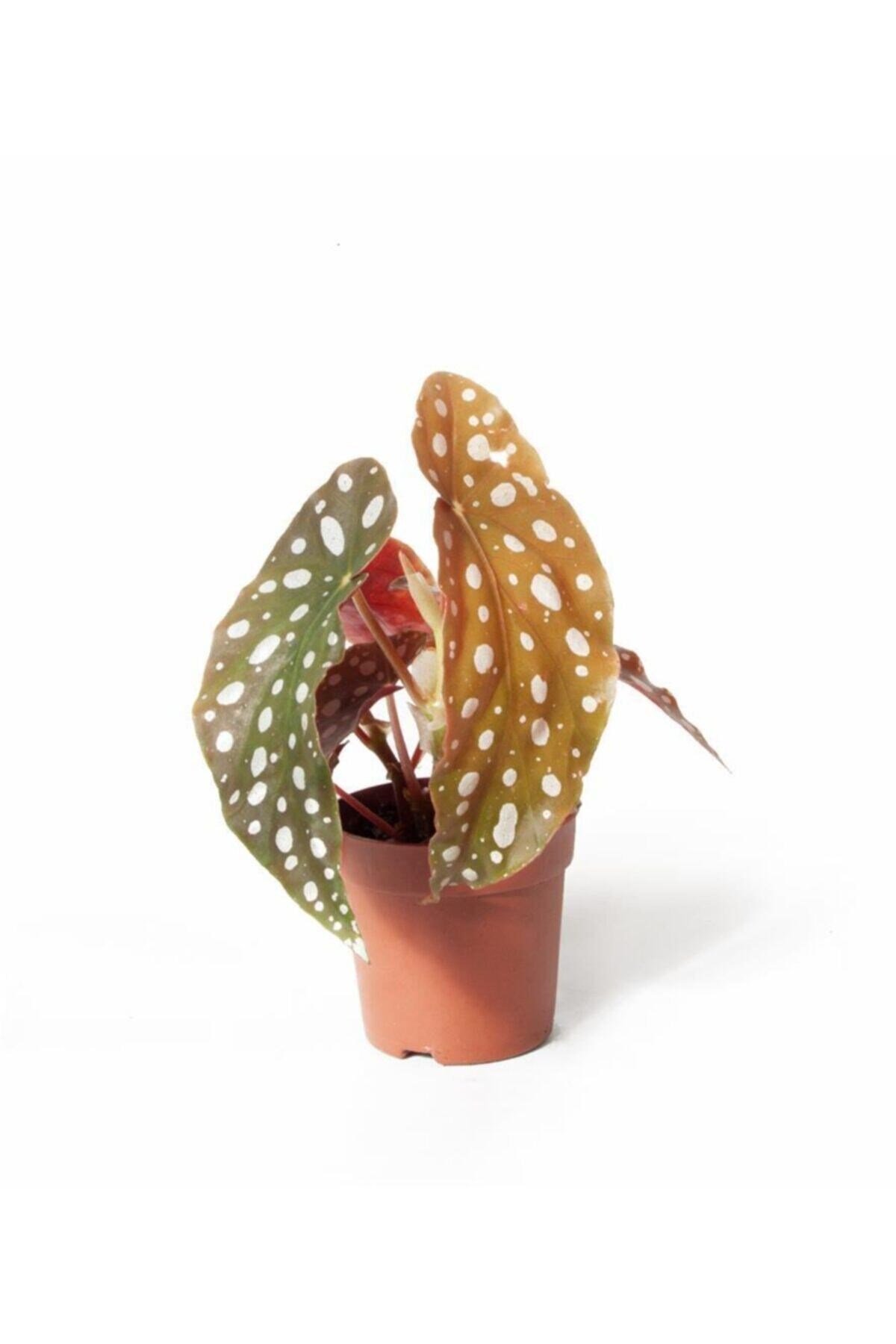 Begonia Maculata - Çilli Begonya Mini - Ev Ofis Salon Iç Mekan Bitkisi - Ø:7 Cm - H:15 Cm