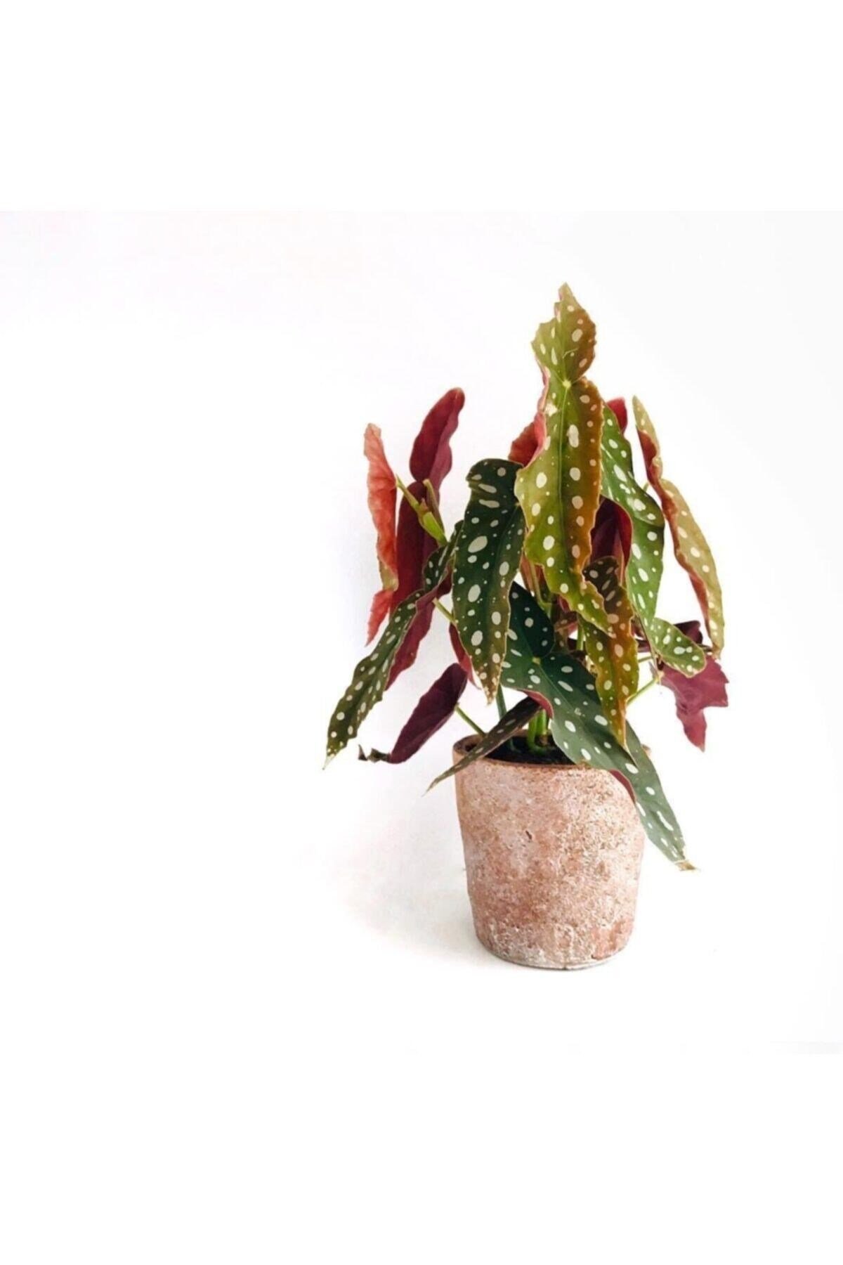 Begonia Maculata / Çilli Begonya (XL-45 CM) - Ev Ve Ofis Bitkisi