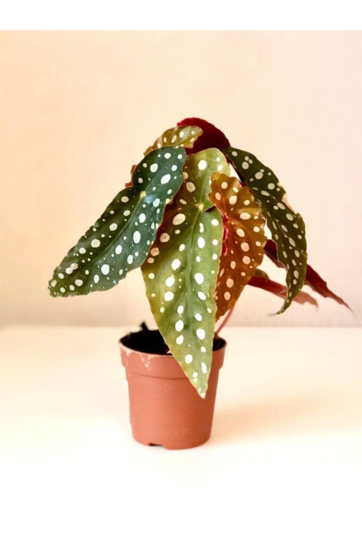 Begonya Maculata - Çilli Begonya 20 Cm Saksı Bitkisi - Ev Bitkisi