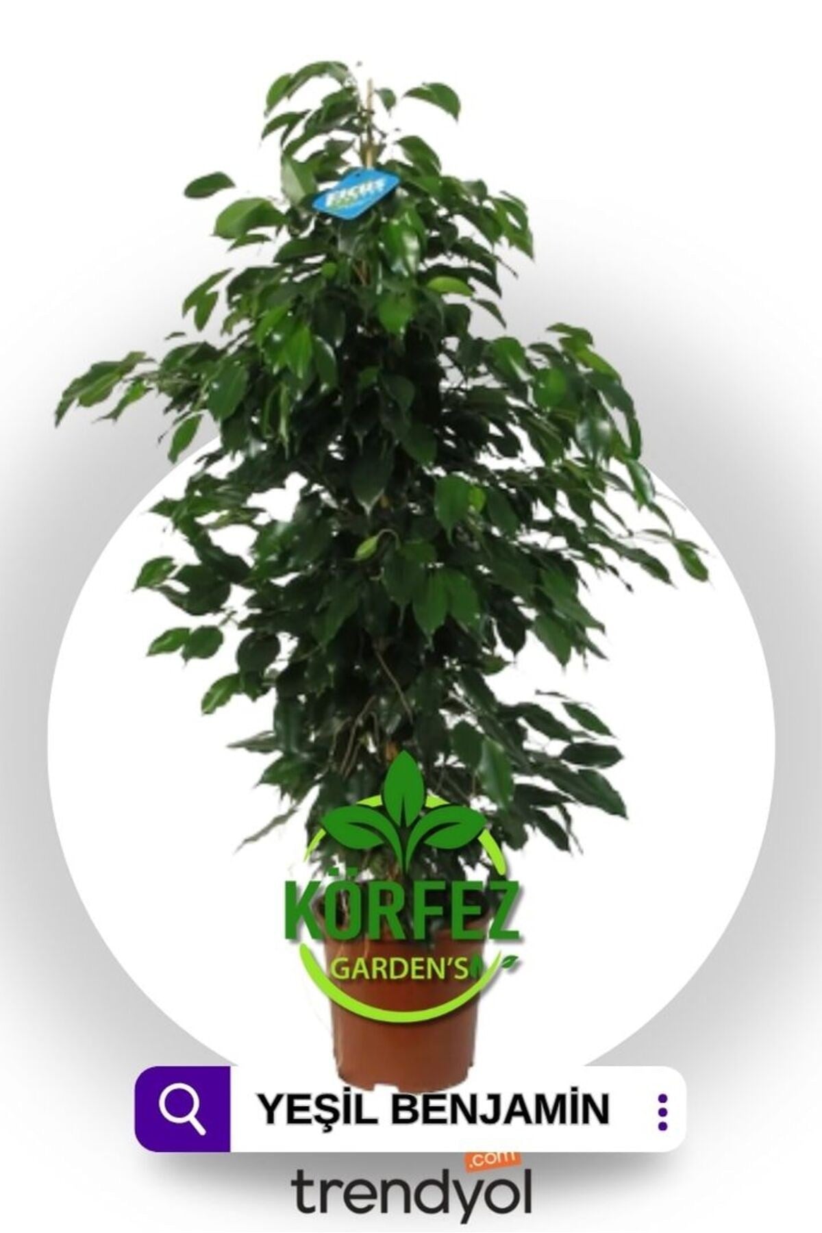 Benjamin Ficus 60+cm Üstü Özel kutulu Gönderim ile