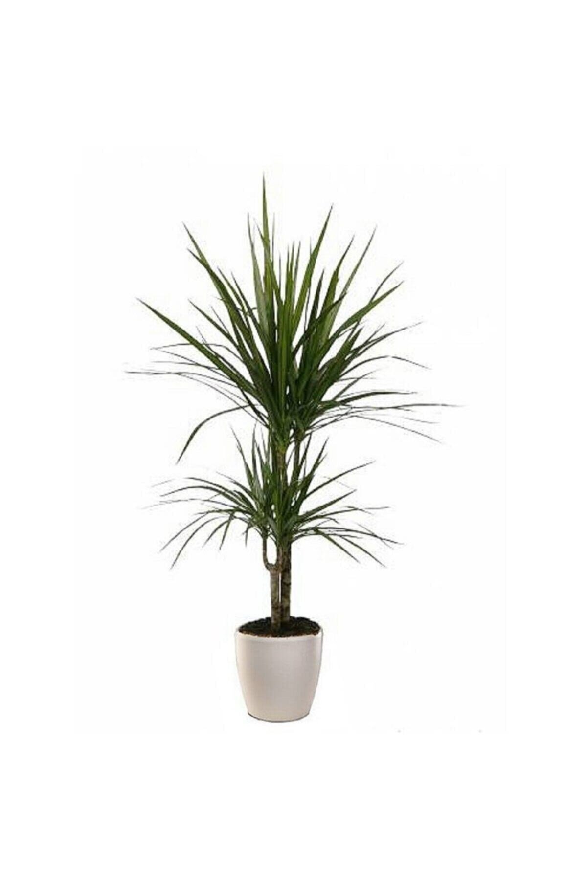 Berceste Peyzaj Dracaena Marginata 2 Kök Ev Ve Ofis Bitkisi Salon Bitkisi