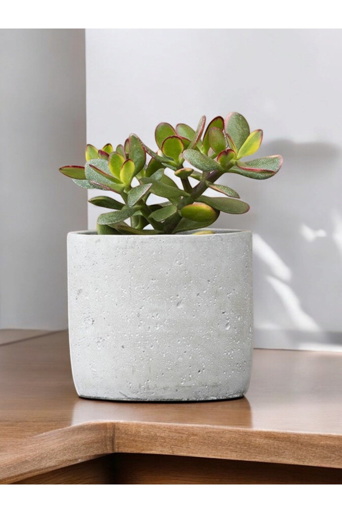 Beton saksıda şans para çiçeği para bitkisi