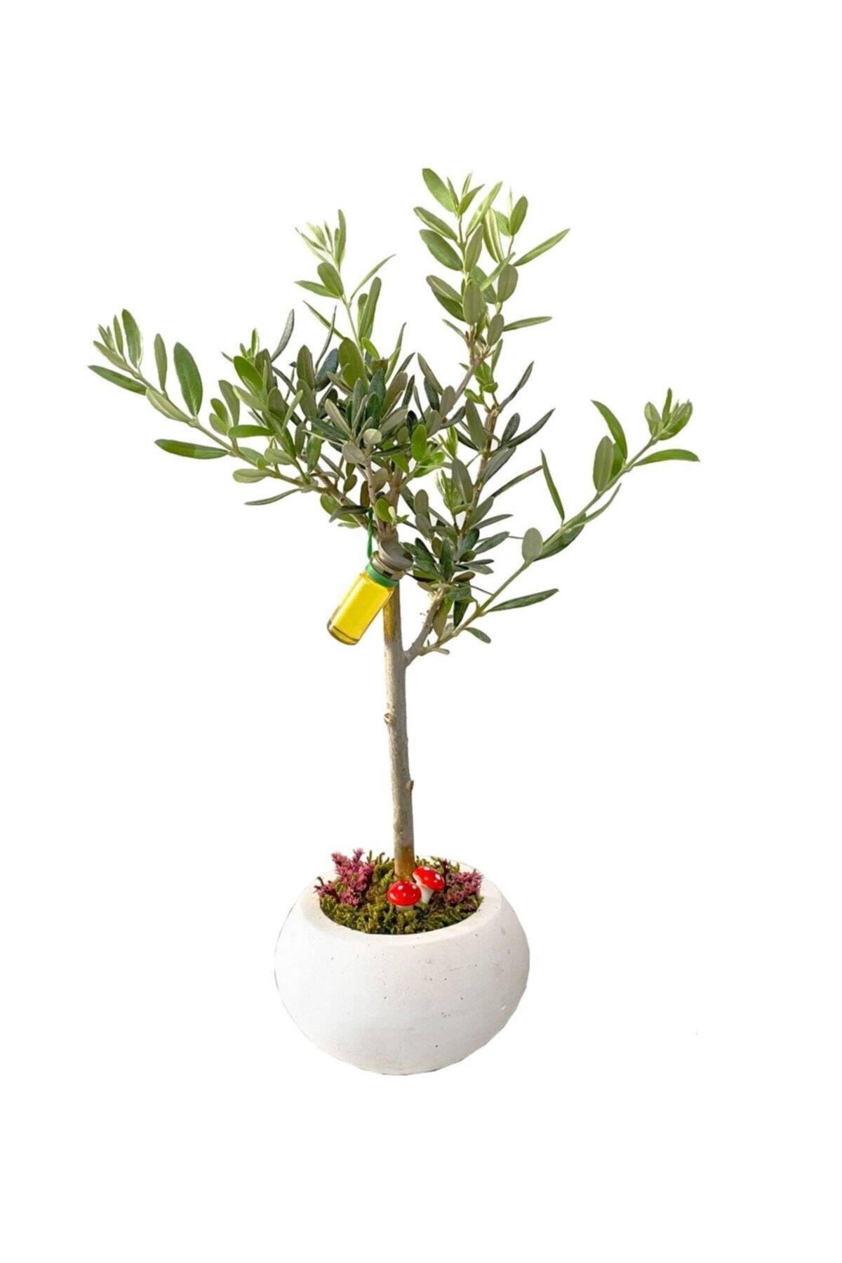 Beyaz Beton Uranüs Saksıda Zeytin Bonsai