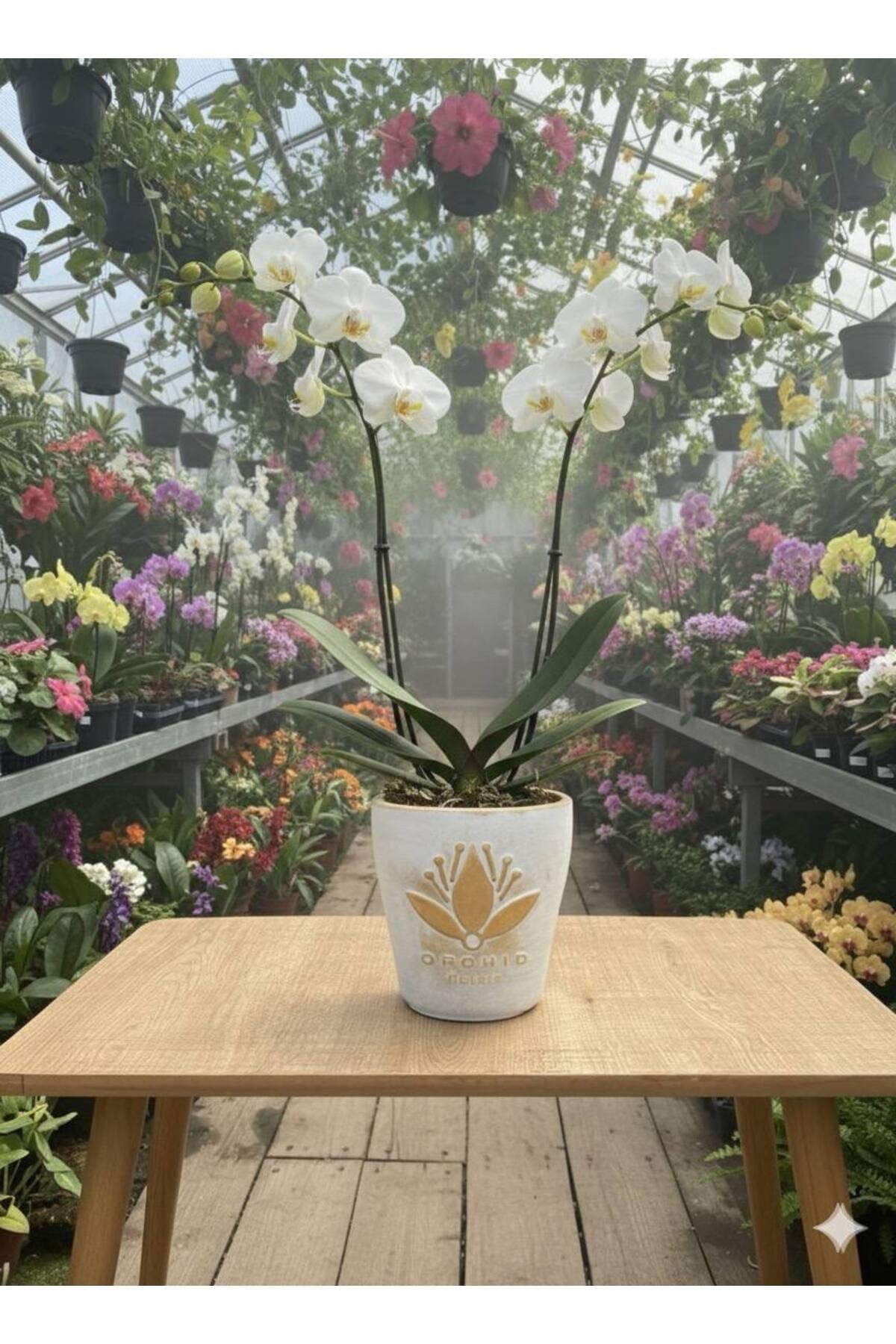 Beyaz Orkide ve Altın Lotus Saksı