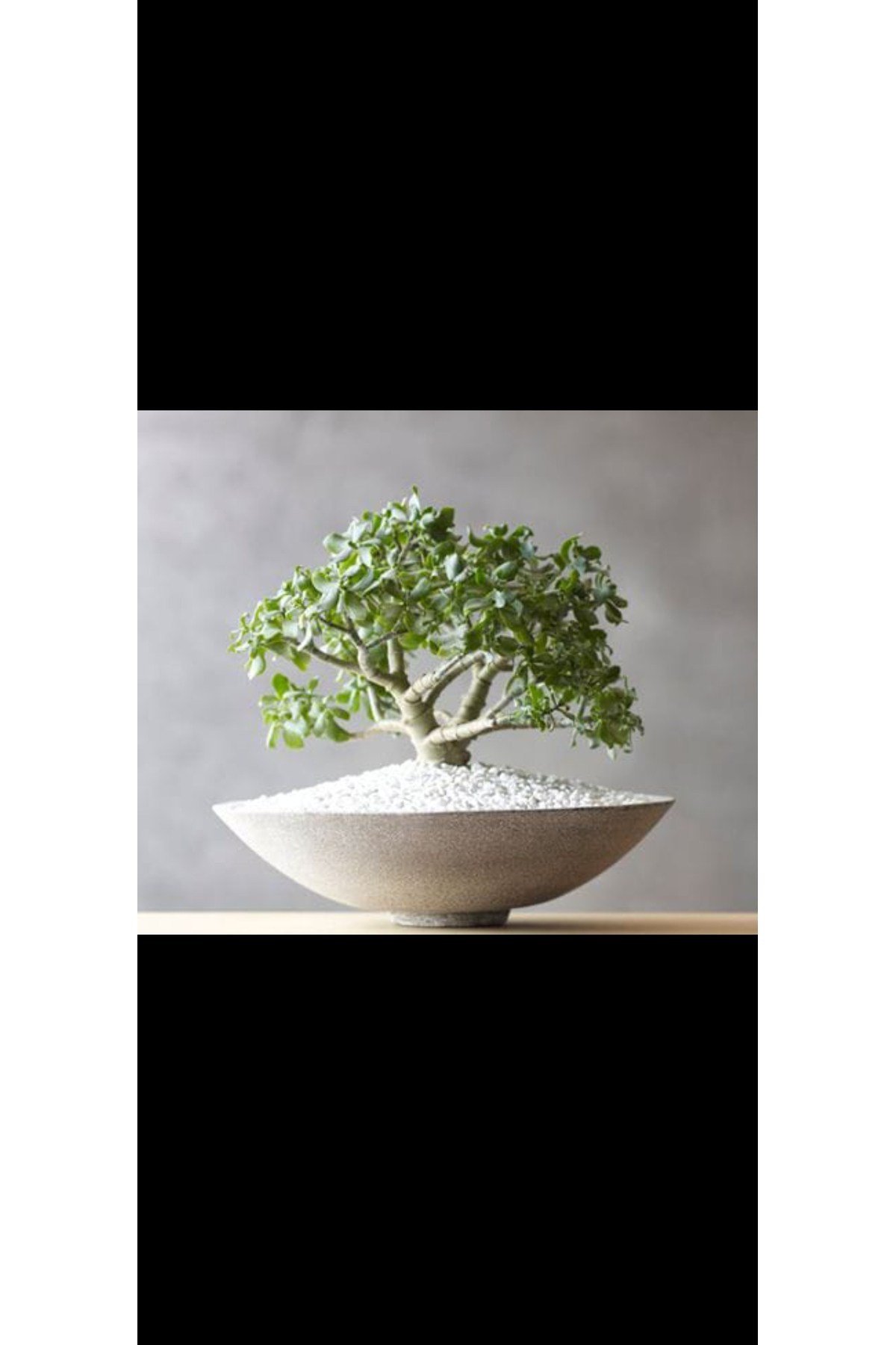 Beyaz oval taş saksıda para bonsai ağacı