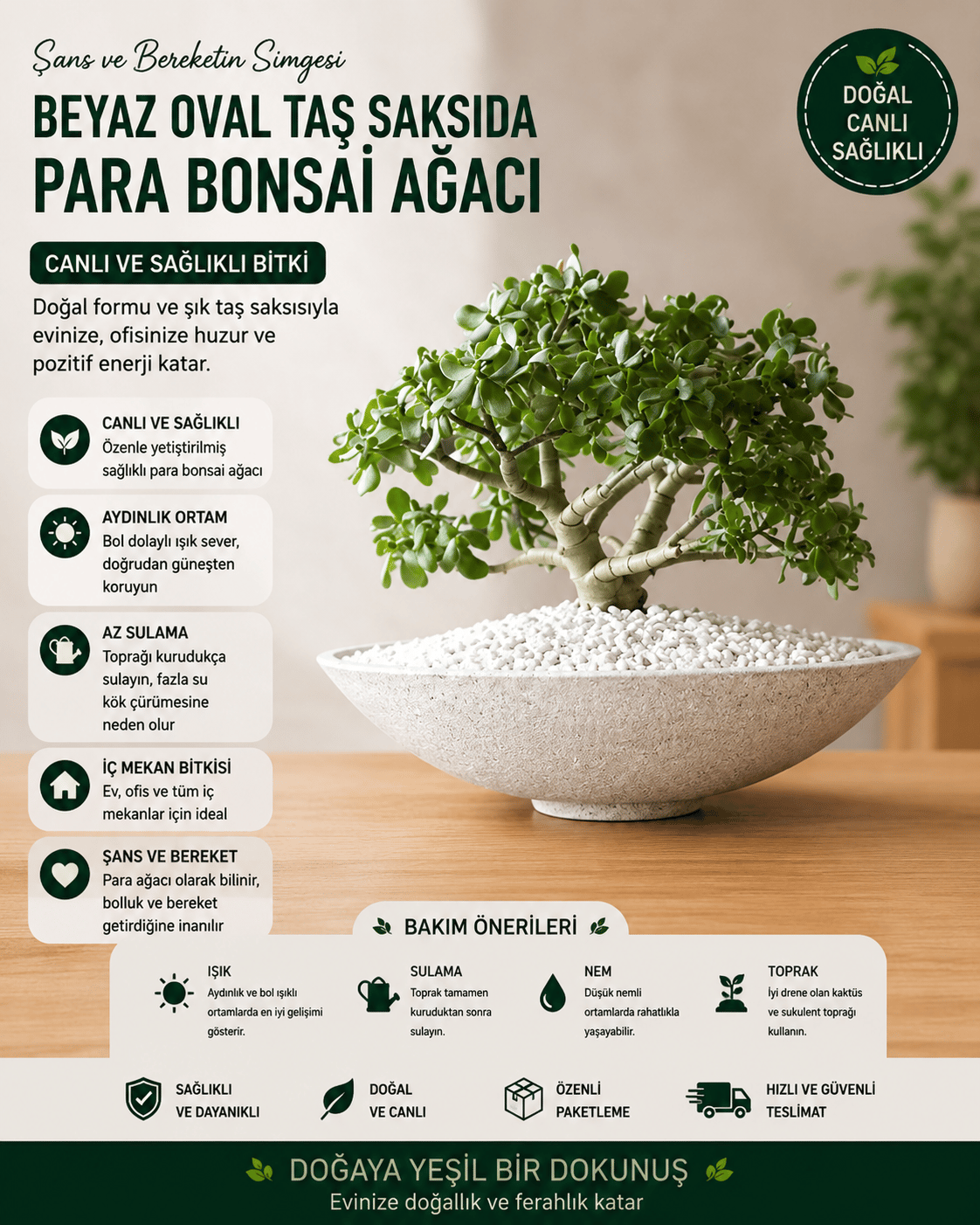 Beyaz oval taş saksıda para bonsai ağacı