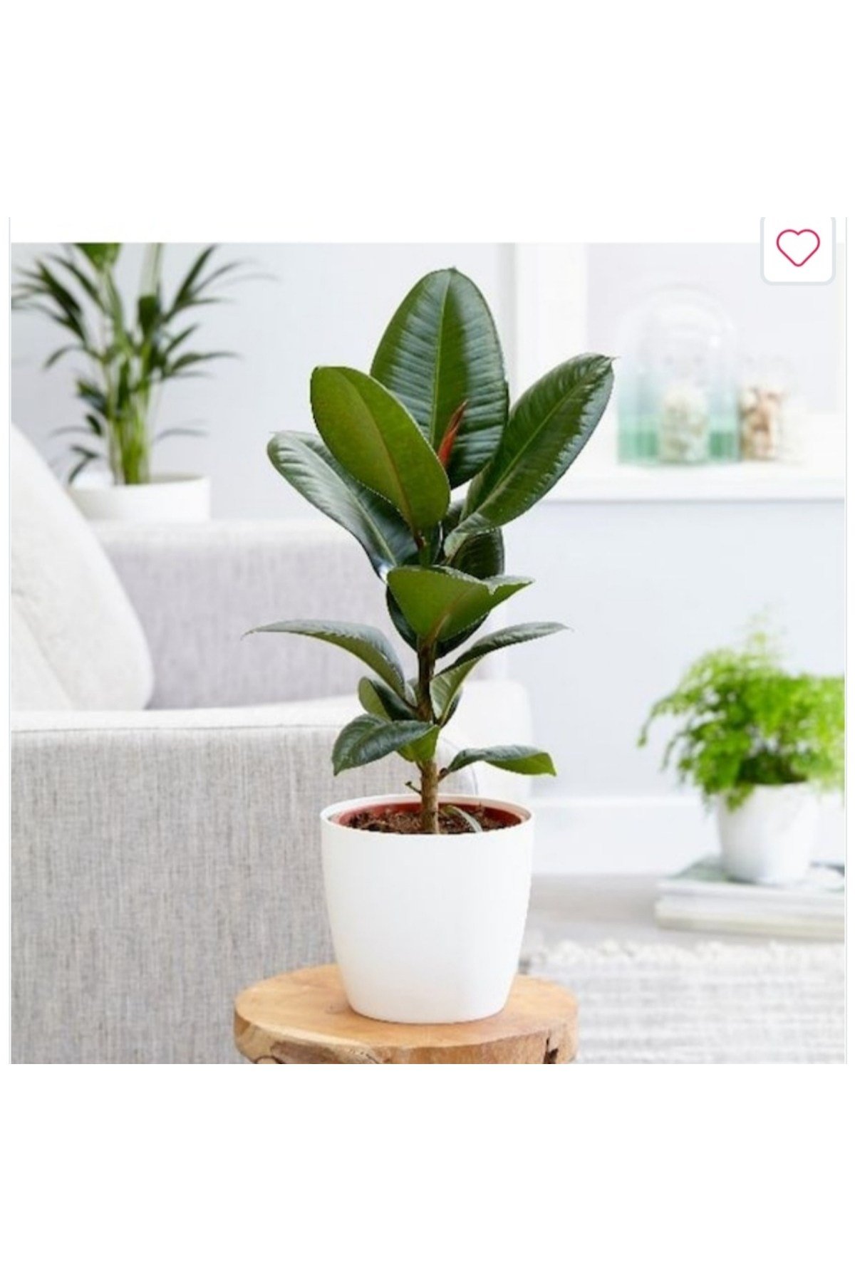 Beyaz Seramik Saksıda Ficus Elastica (Kauçuk Bitkisi) Large
