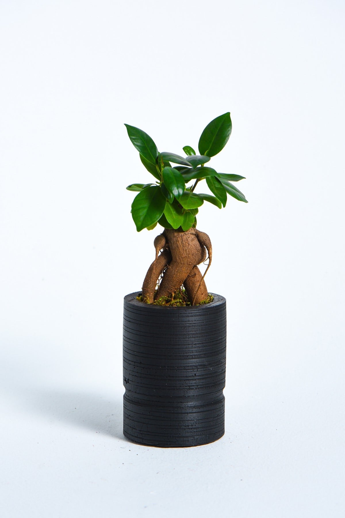 Big Cylinder Serisi Black Ficus Bonsai