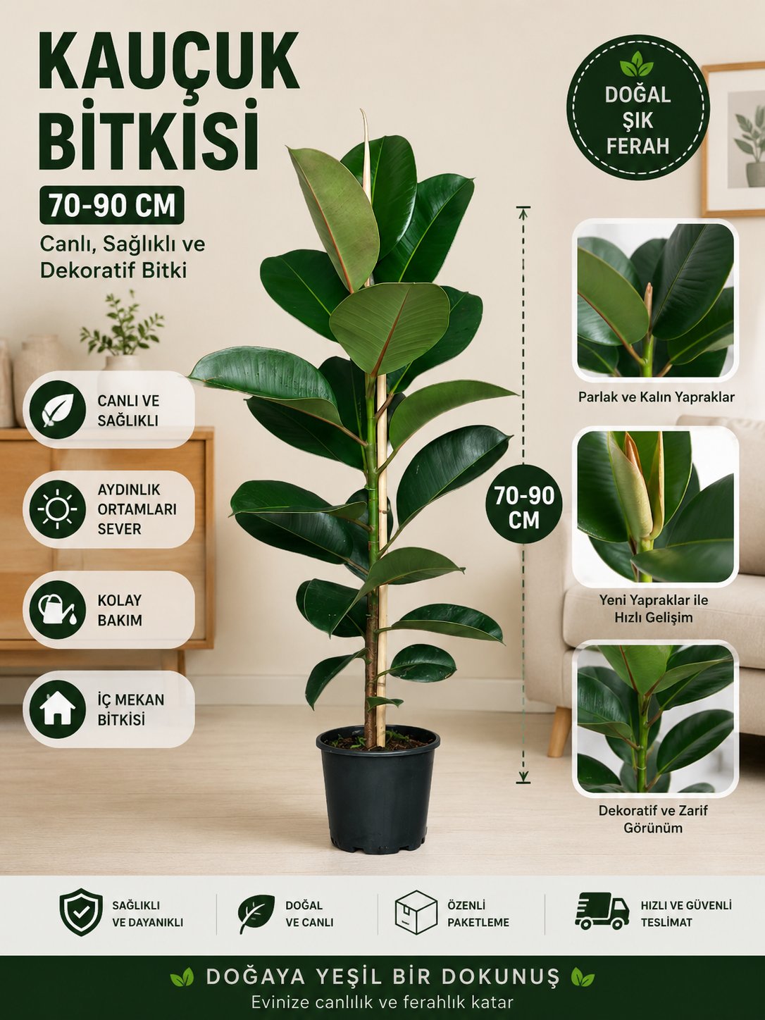 Bitki Dünyam Kauçuk Çiçeği - Ev Ofis Çiçeği
