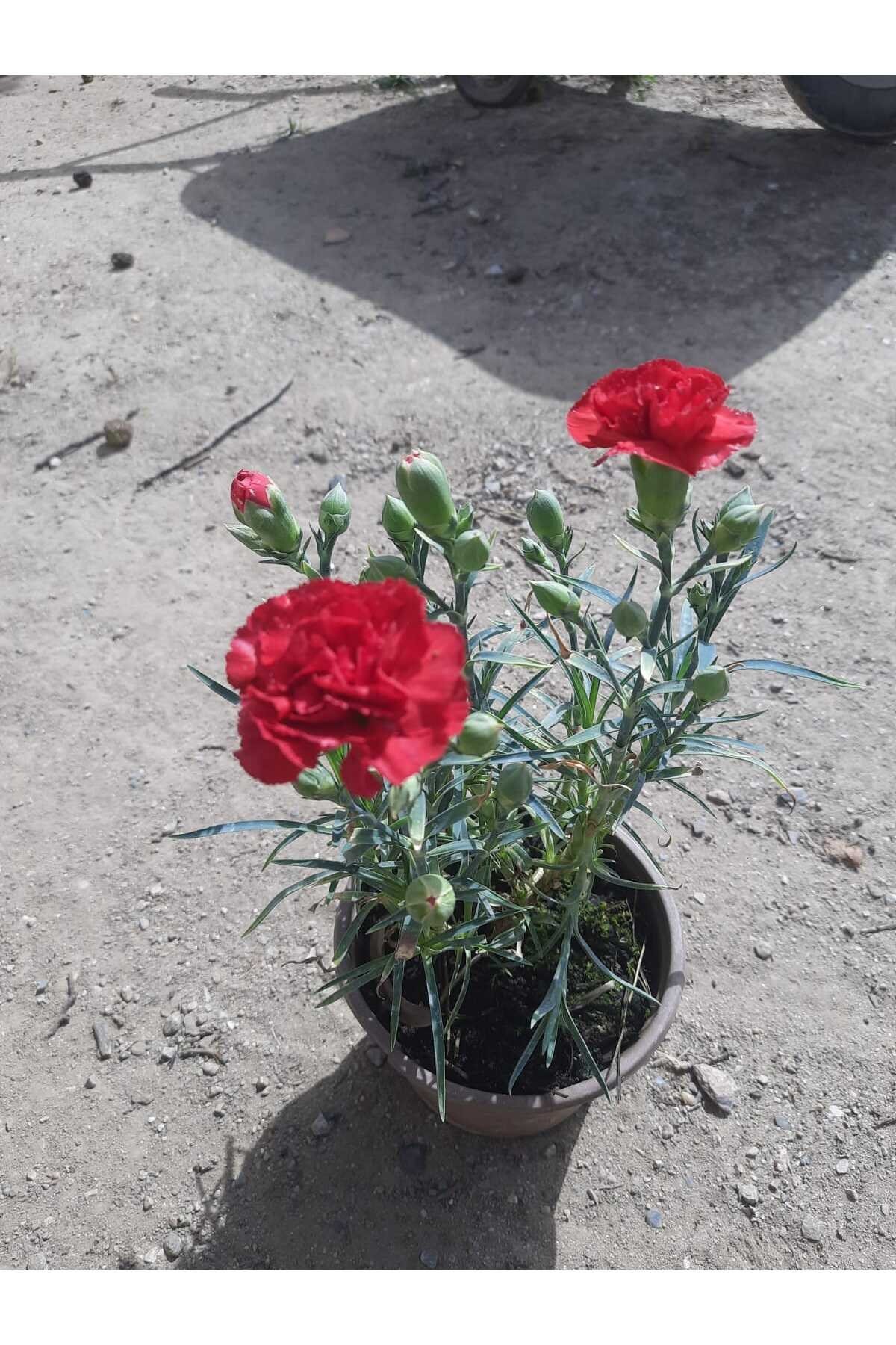 Bodur Kırmızı Karanfil 1 adet