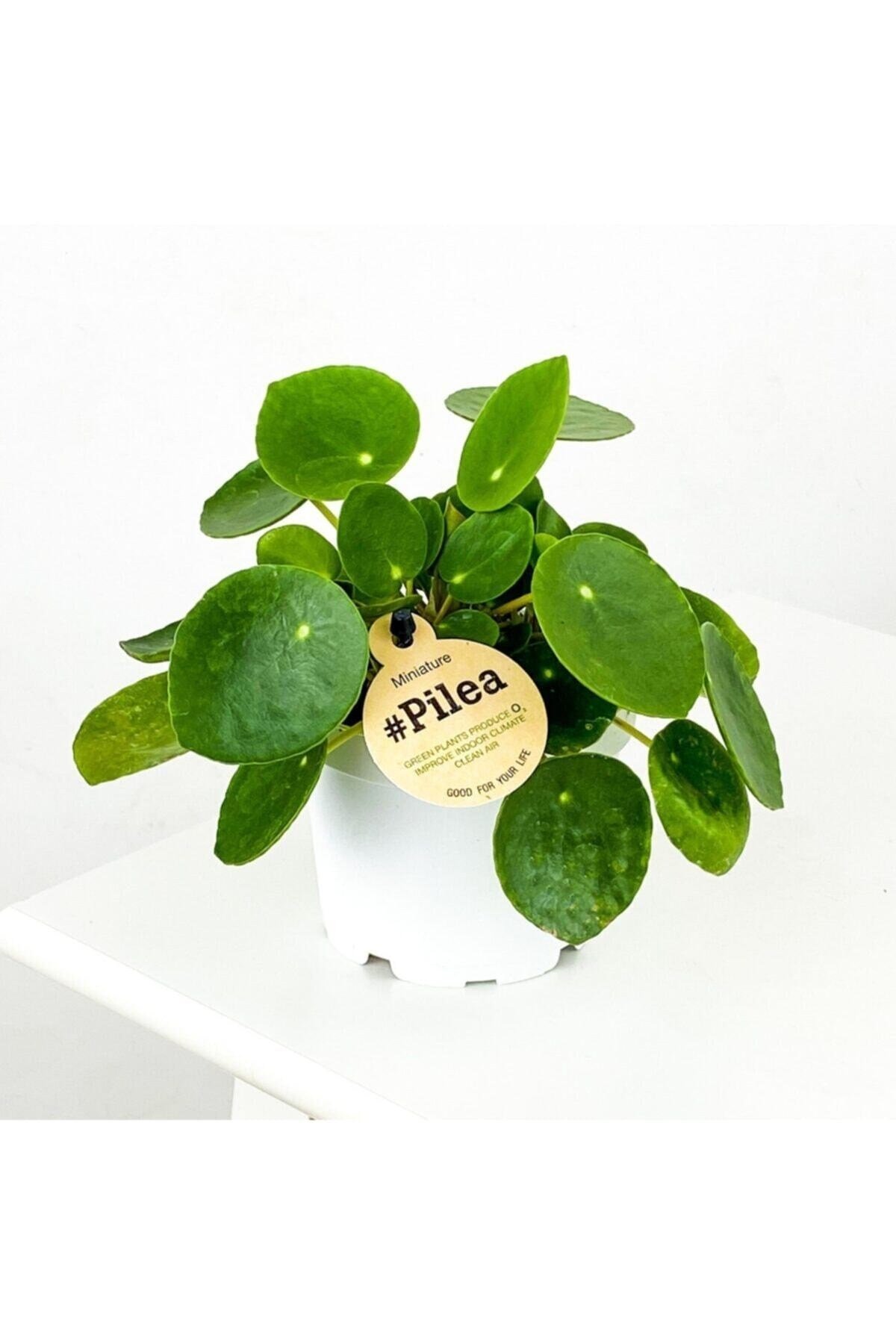 Bol Yavrulu Pilea Para Çiçeği 20cm