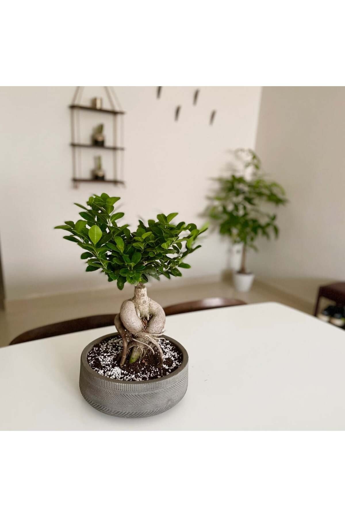 Bonsai 5 yaşında dekoratif saksıda ficus bonsai ev ve ofis bitkisi