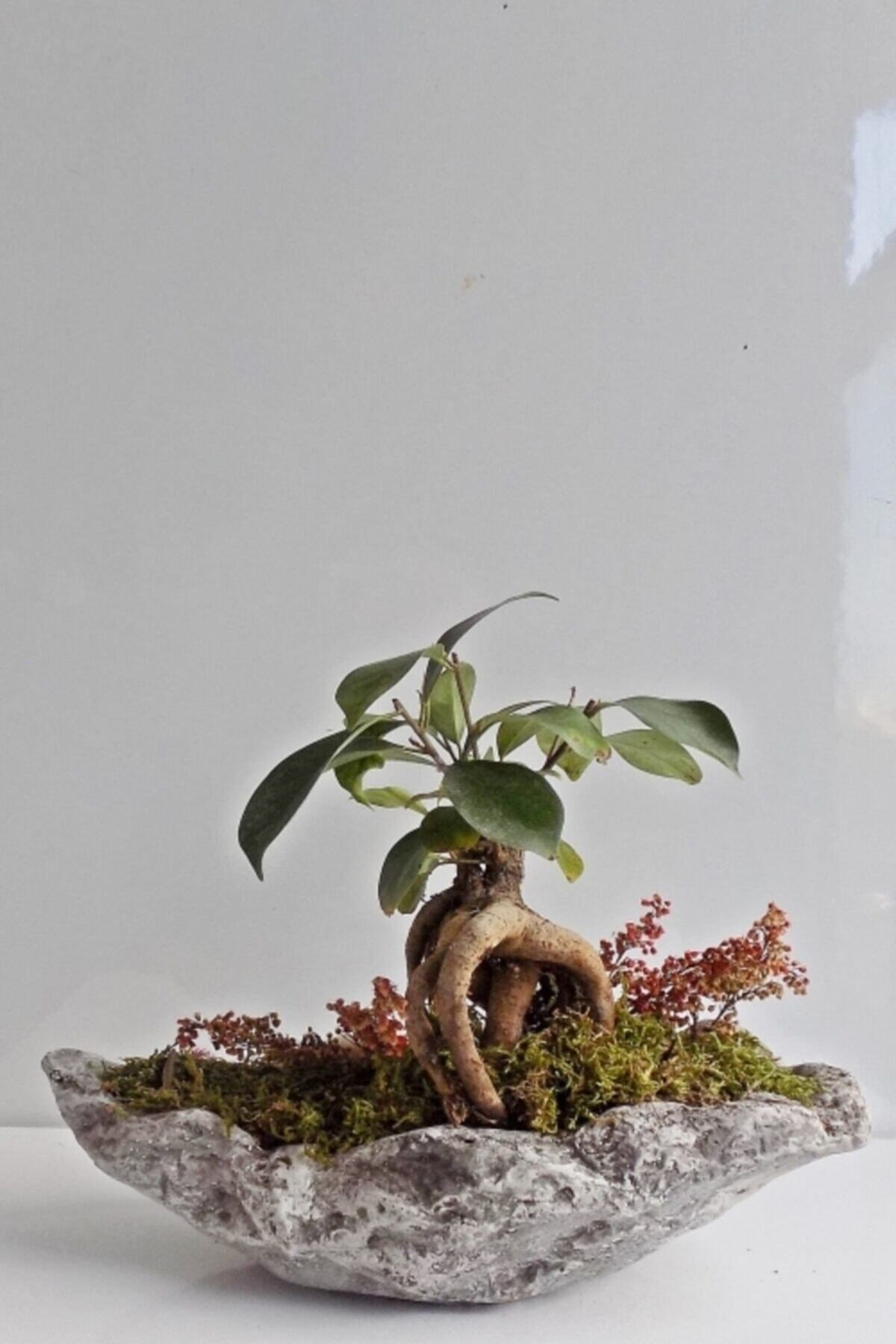 Bonsai Ev-ofis Bitkisi Gondol Saksıda