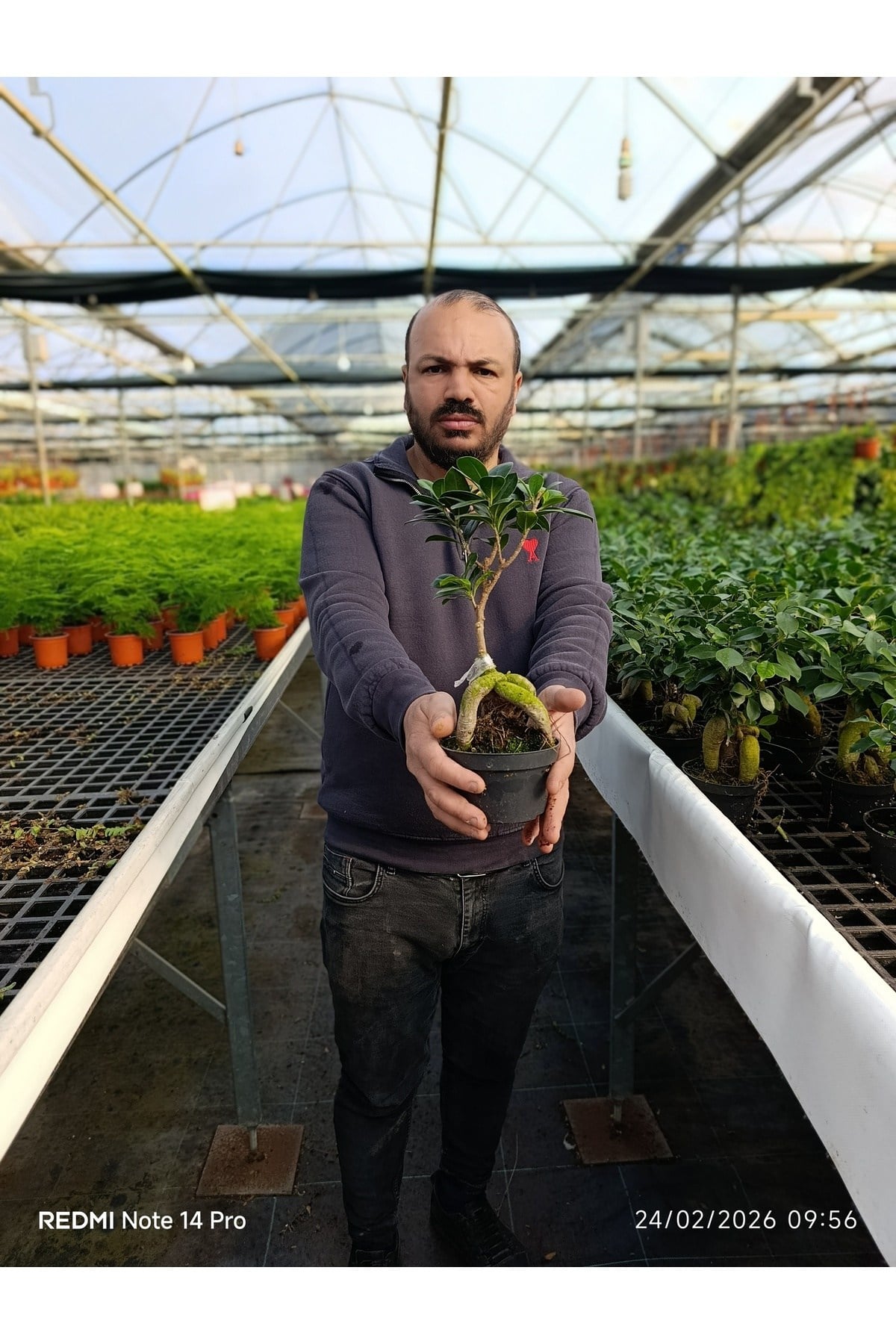Bonsai Ficus Ginseng Mini Ağaç – Dekoratif Doğal Canlı Bitki Ofis ve Ev Saksı Çiçeği