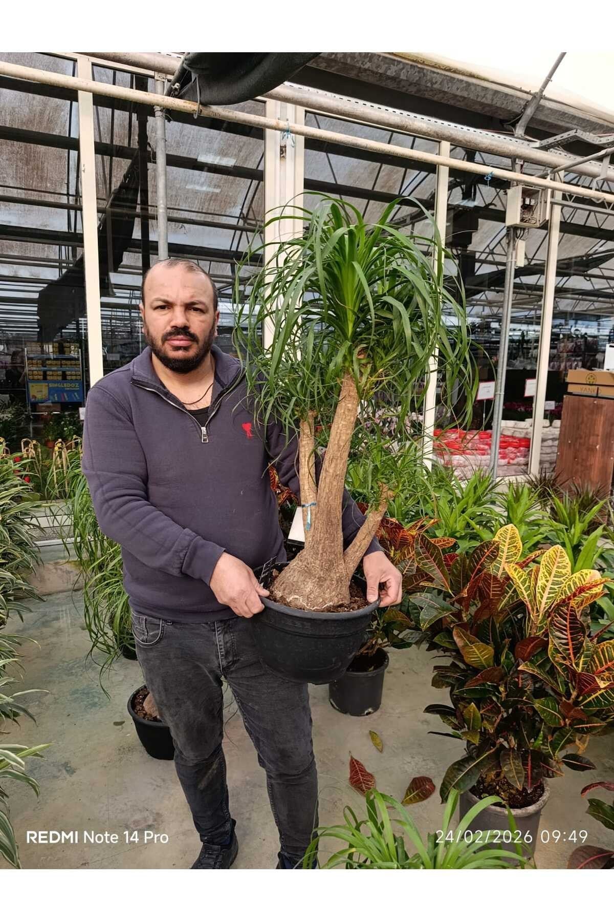 Bonsai Görünümlü Fil Ayağı (Beaucarnea) Canlı İç Mekan Bitkisi – Dekoratif Salon Bitkisi